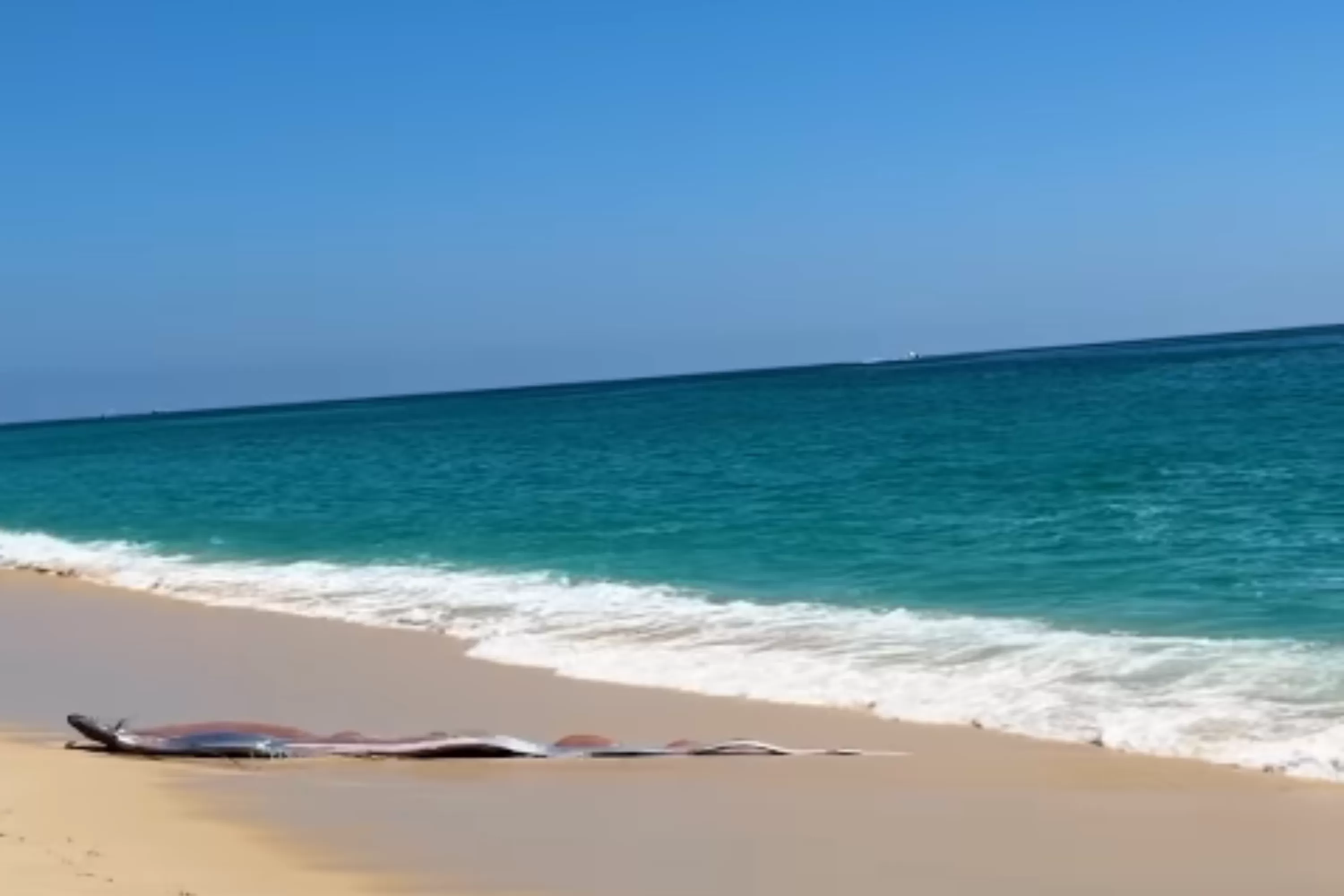 'Doomsday Fish' Wash Ashore in Mexico