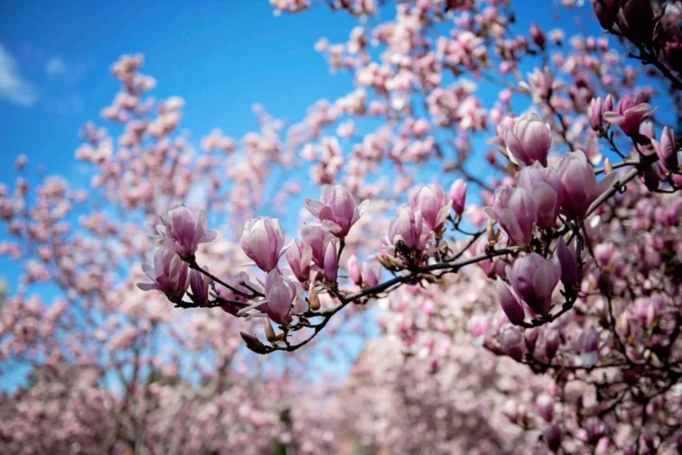 What to read this week: the persuasive How Flowers Made Our World