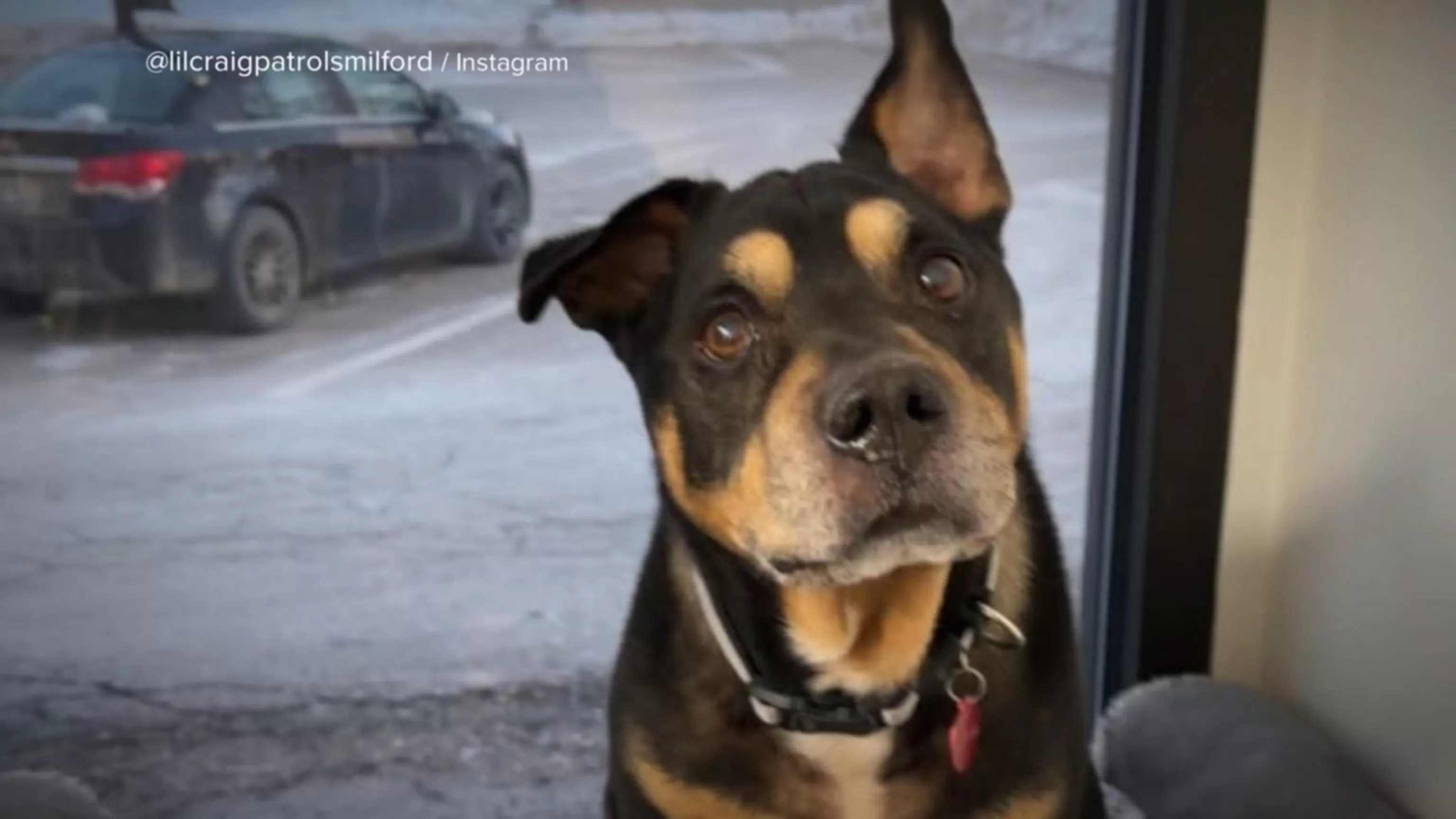 WATCH: America Strong: the dog that nobody wanted finds a home!