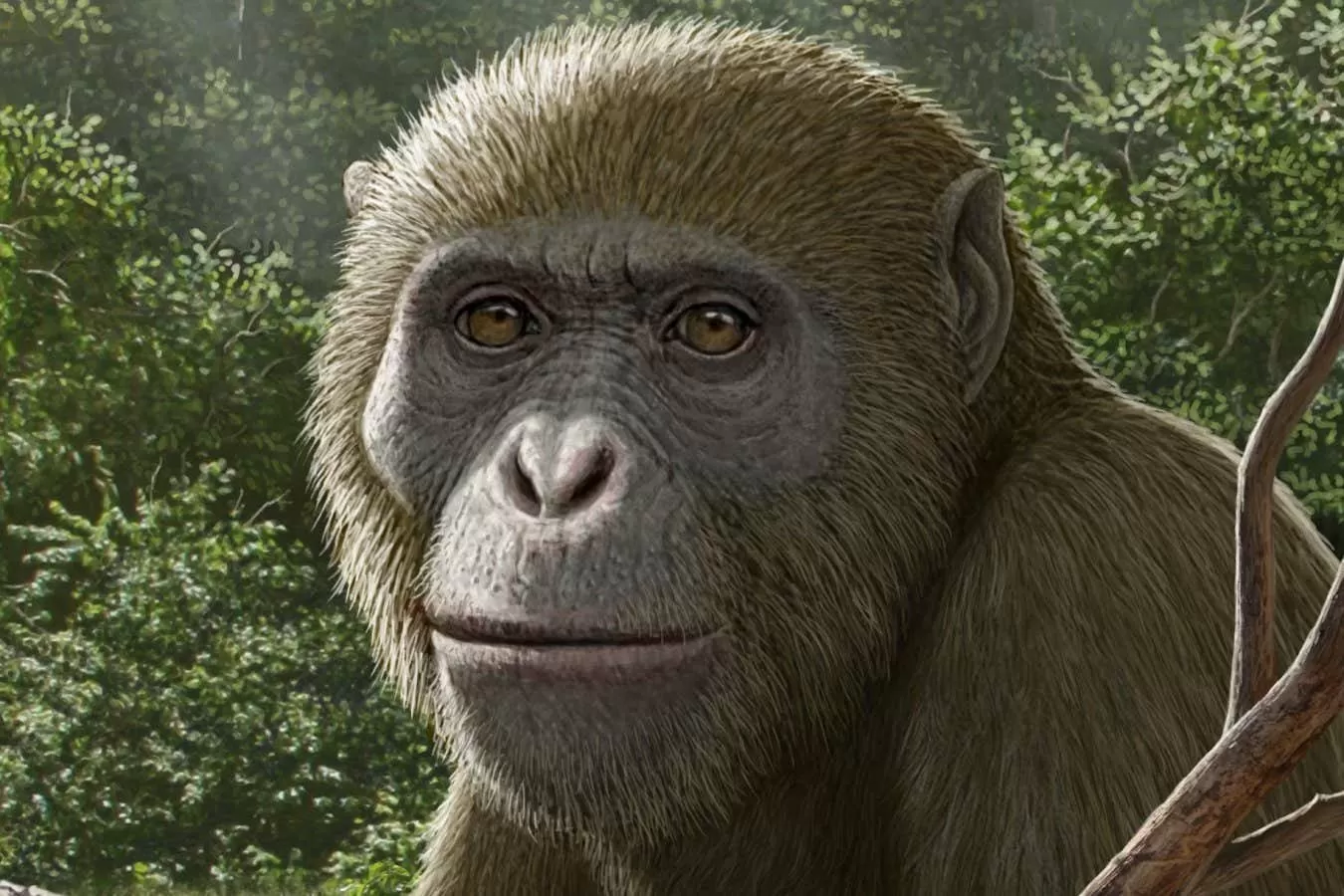 Fossils discovered in Egypt may be the closest ancestor of all apes