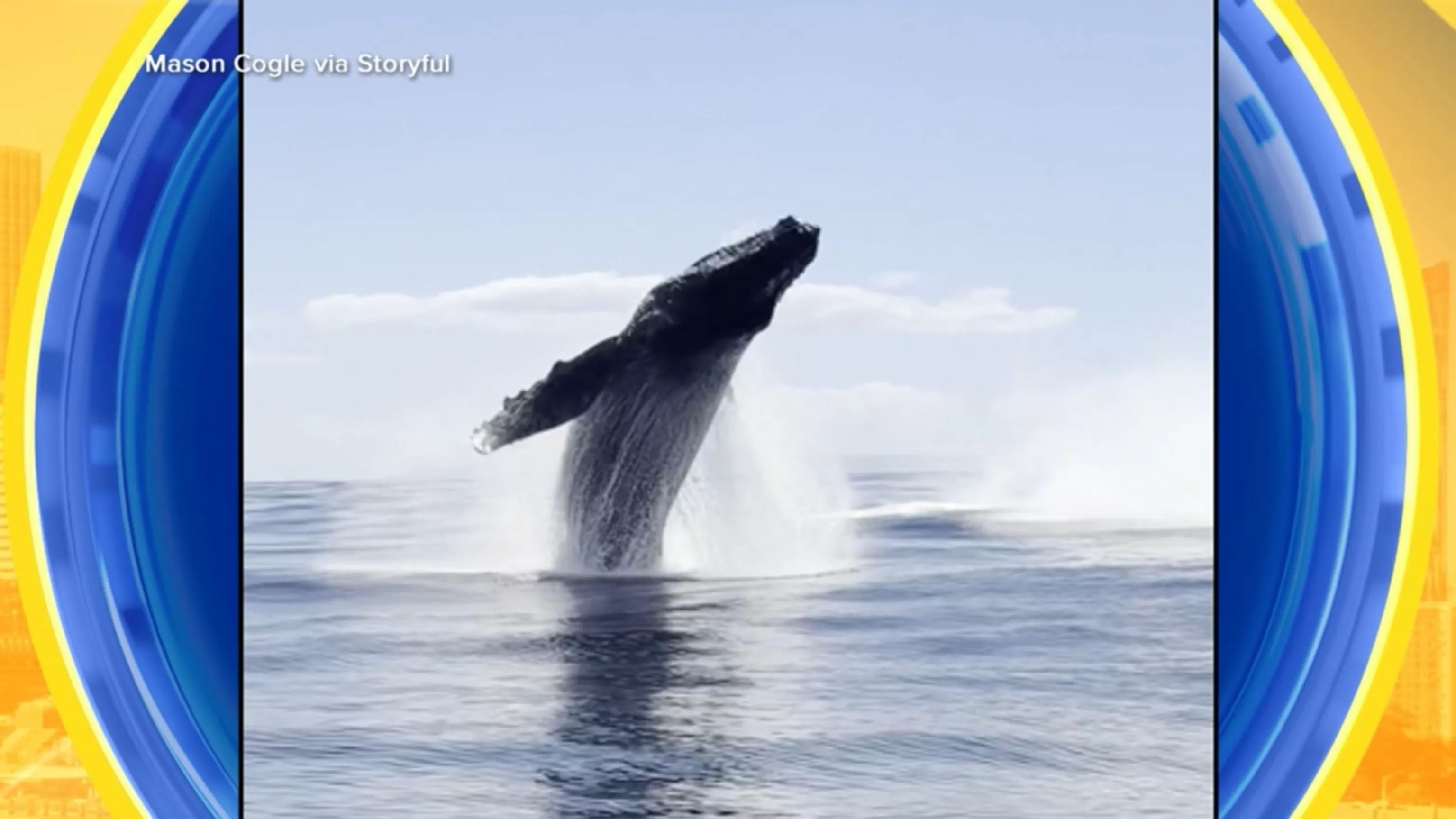 WATCH: Whale of a story in Hawaii