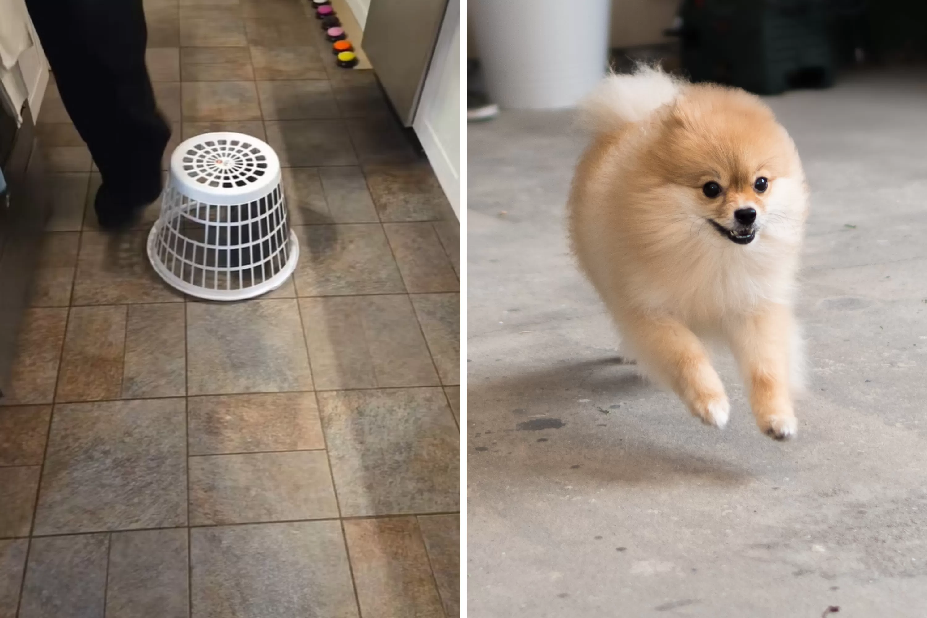Pomeranian Placed in Laundry Basket To ‘Protect’ Senior Sibling—It Fails