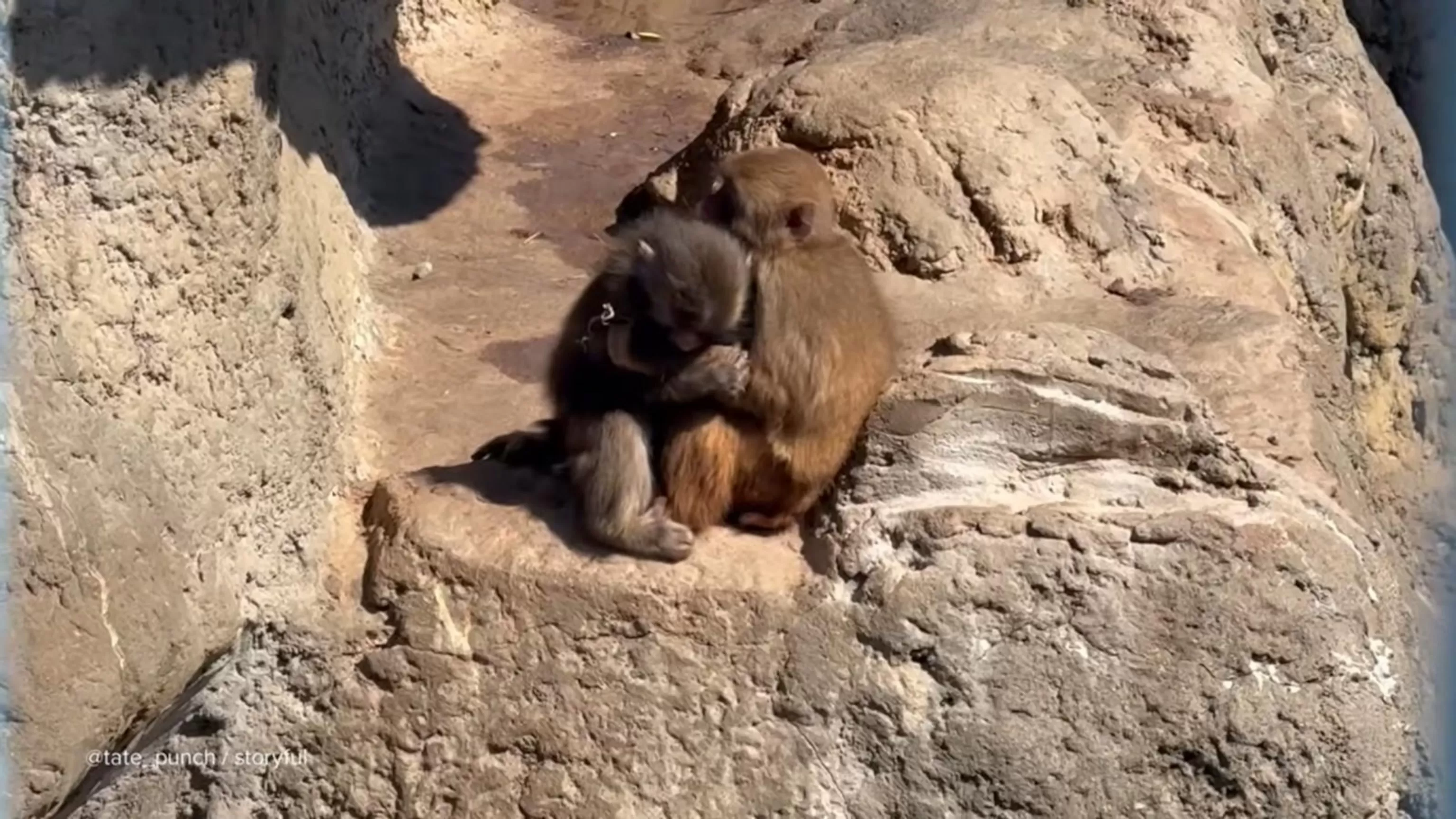 WATCH: Punch the monkey seen cuddling fellow monkey fans dub "girlfriend"