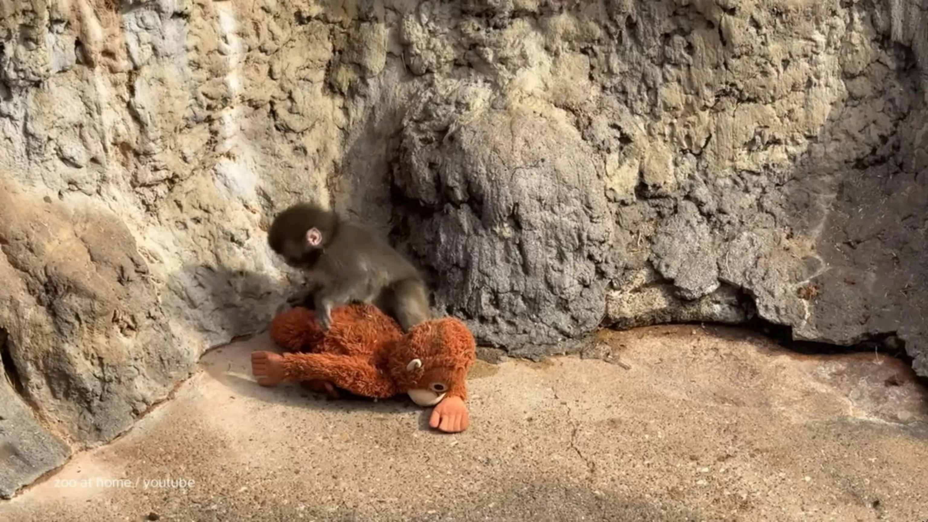 WATCH:  David Muir shares Punch the monkey update and the American zoos inspired by him