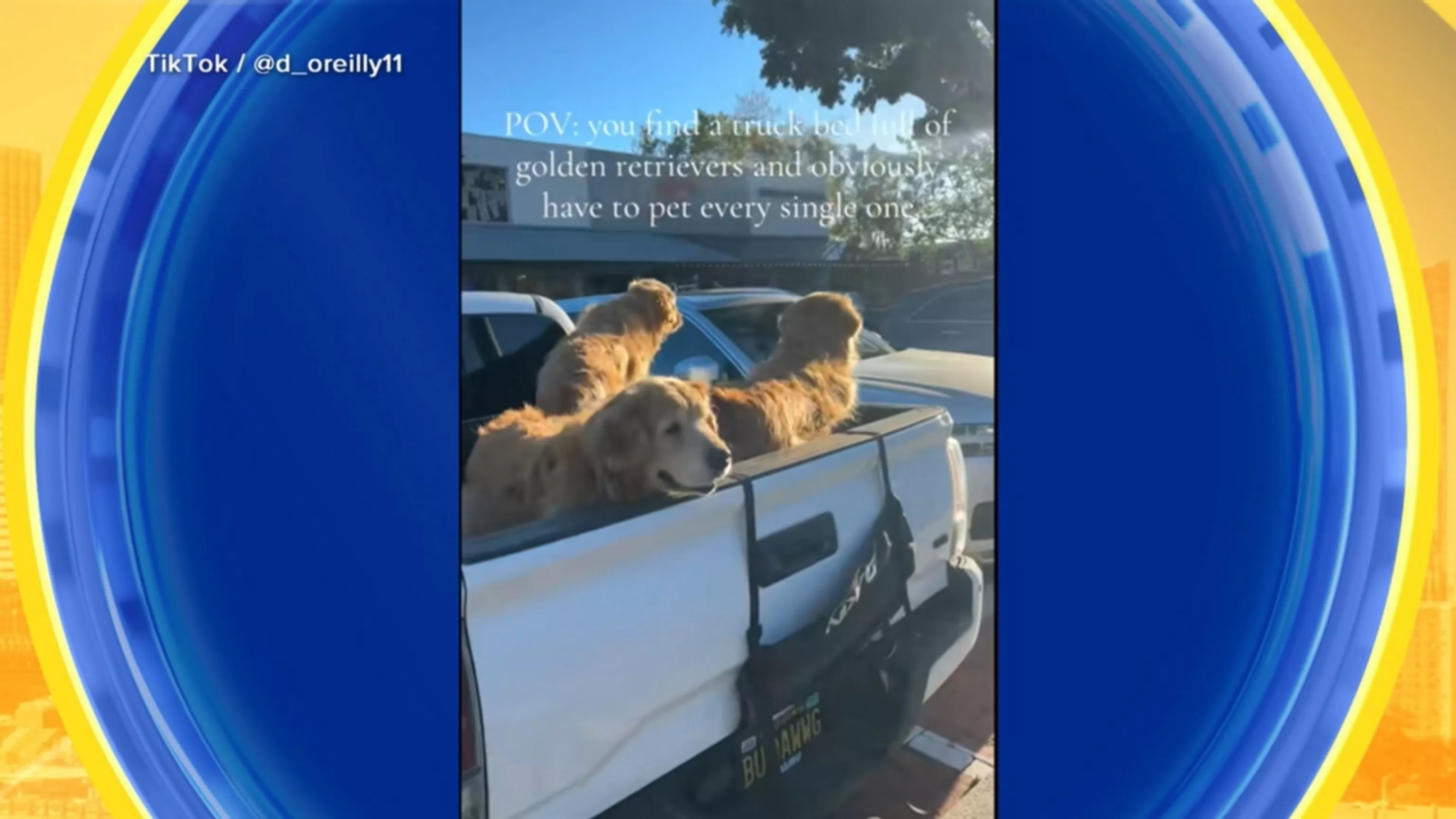 WATCH: Golden retriever trio shines bright at sunset