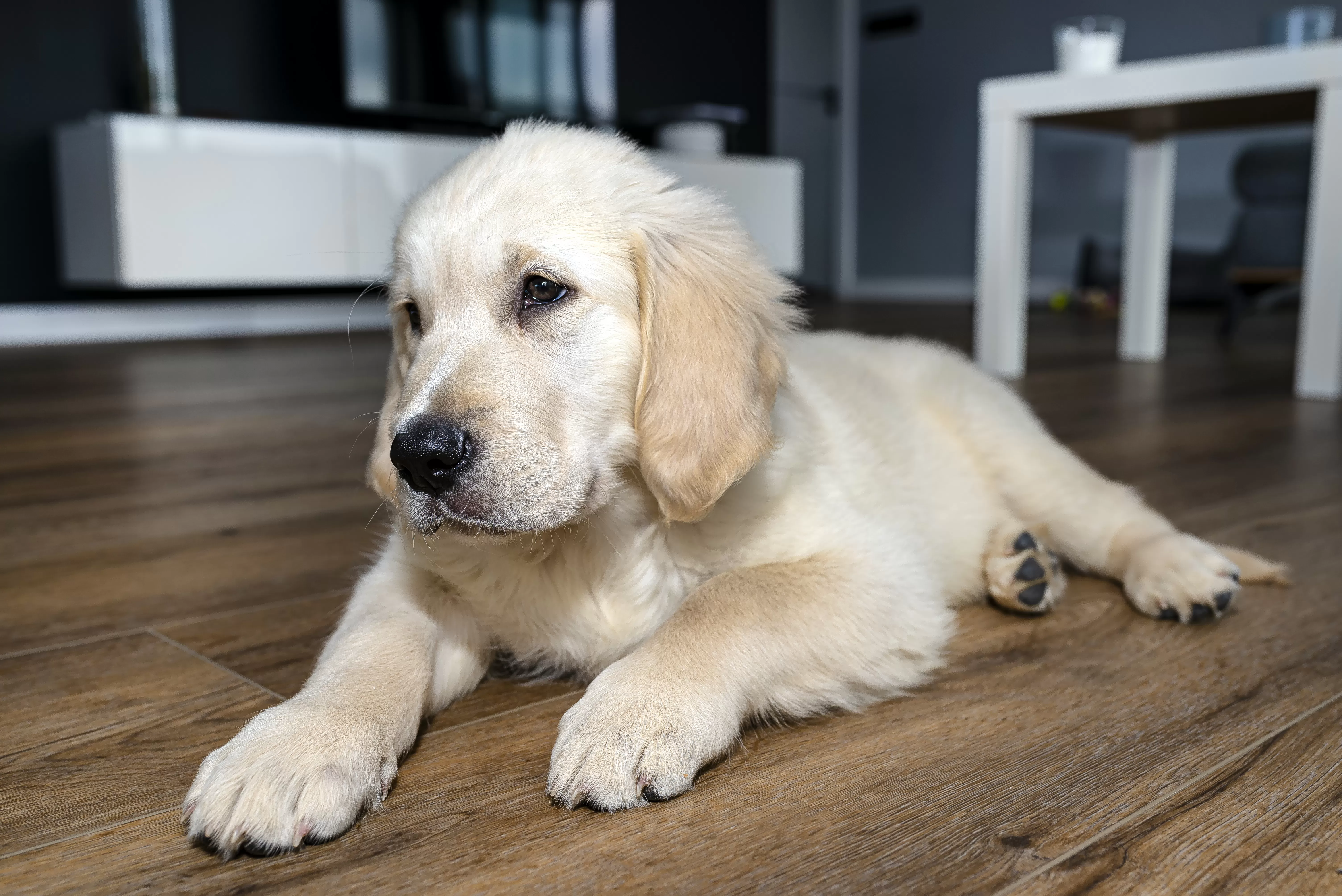 Golden Retriever Pup Left Uncrated, Hysterics at What Owner Sees on Pet Cam