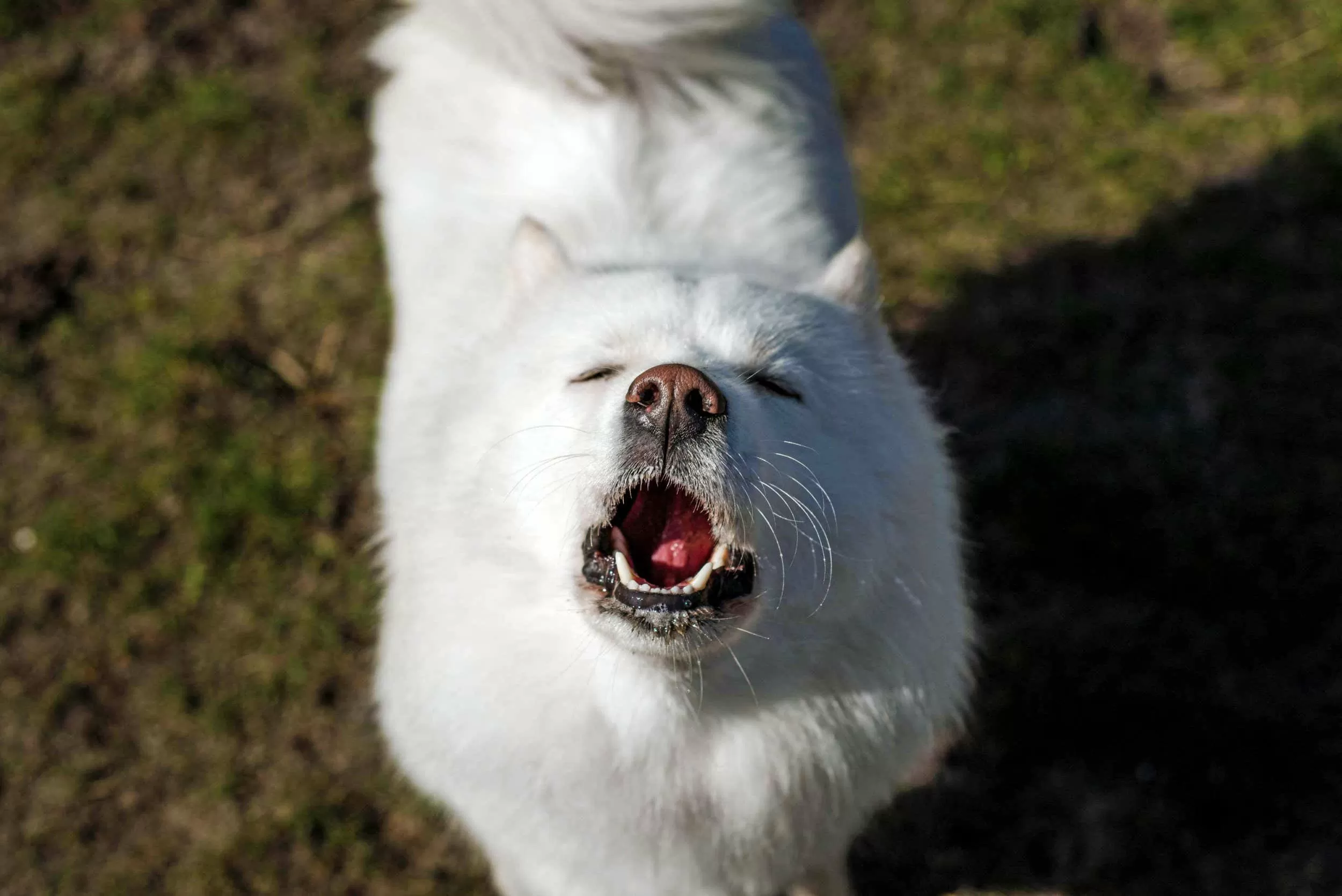 'Singing' dogs may show the evolutionary roots of musicality