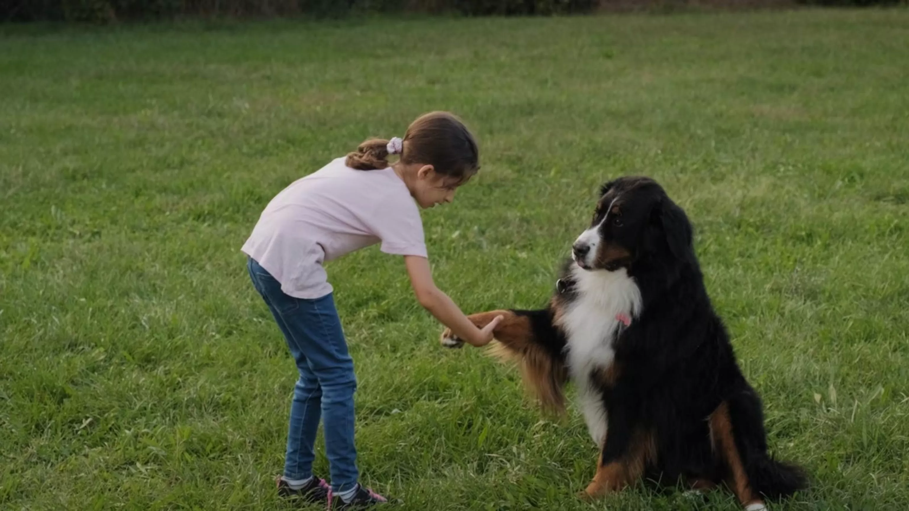 WATCH: This is when domesticated dogs arrived in the West