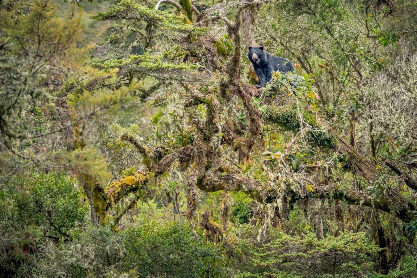 Rare Andean bear captured in stunning photograph