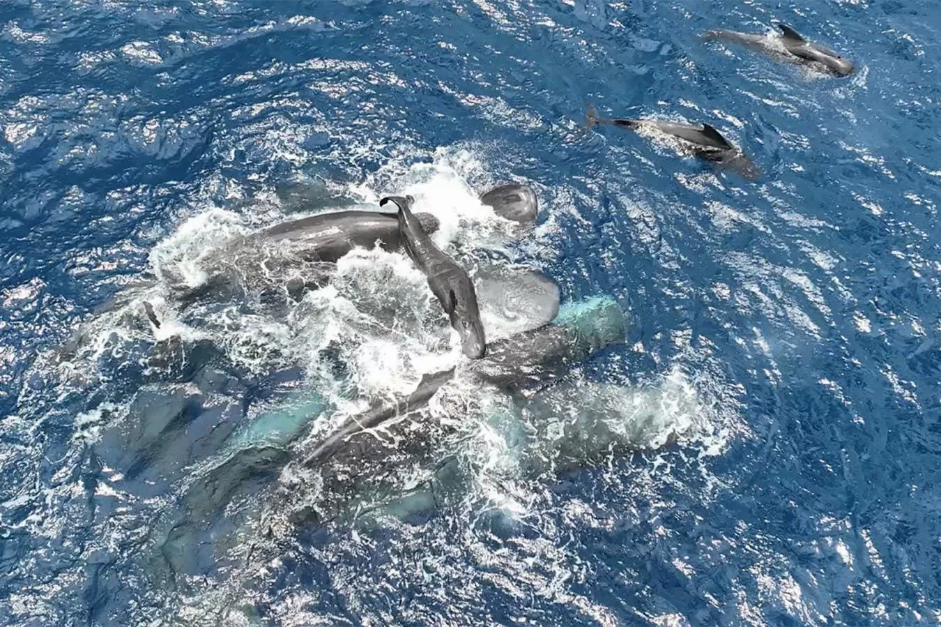 First glimpse of sperm whale birth reveals teamwork to support newborn