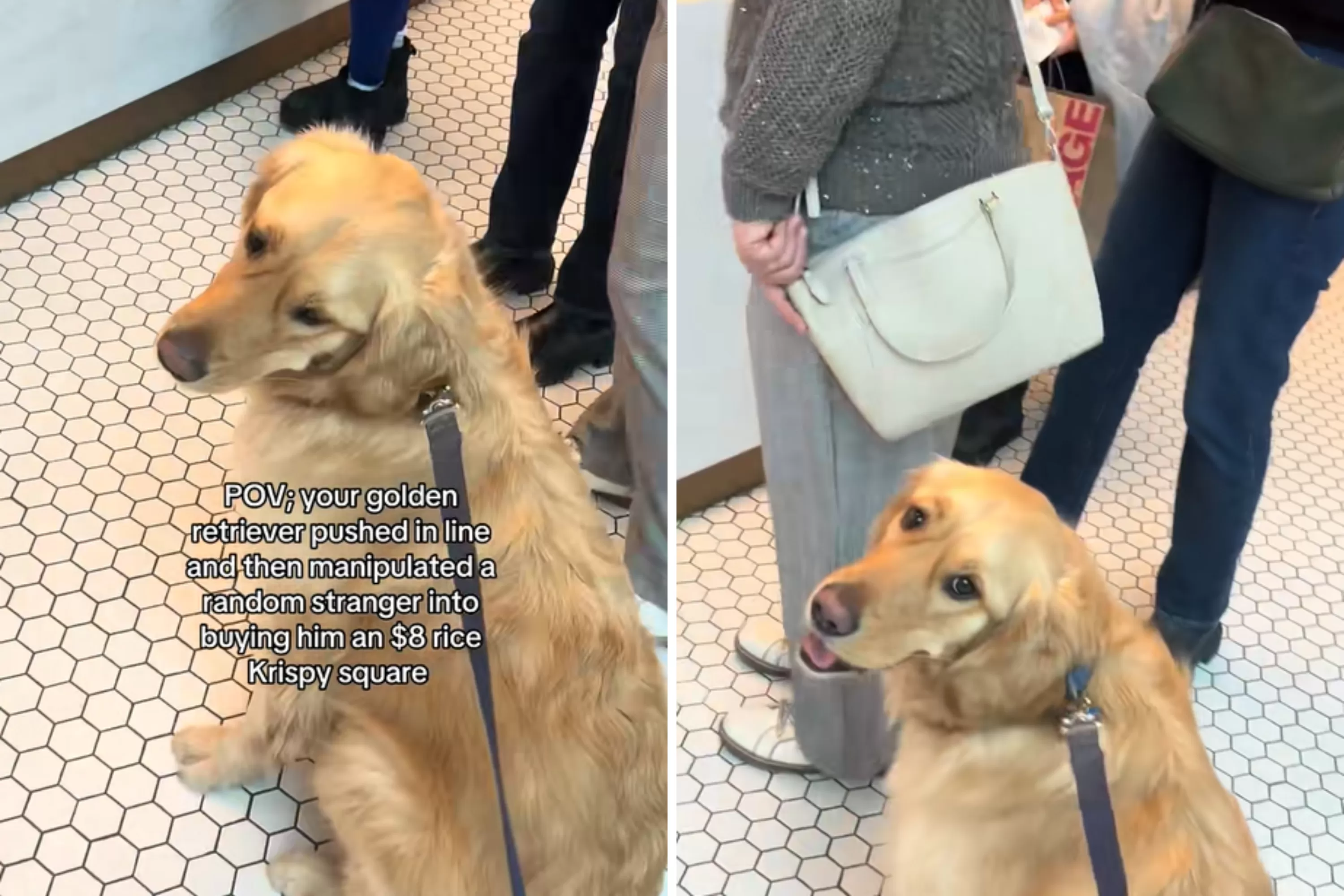 How Golden Retriever ‘Manipulates’ Strangers, Gets Just What He Wants
