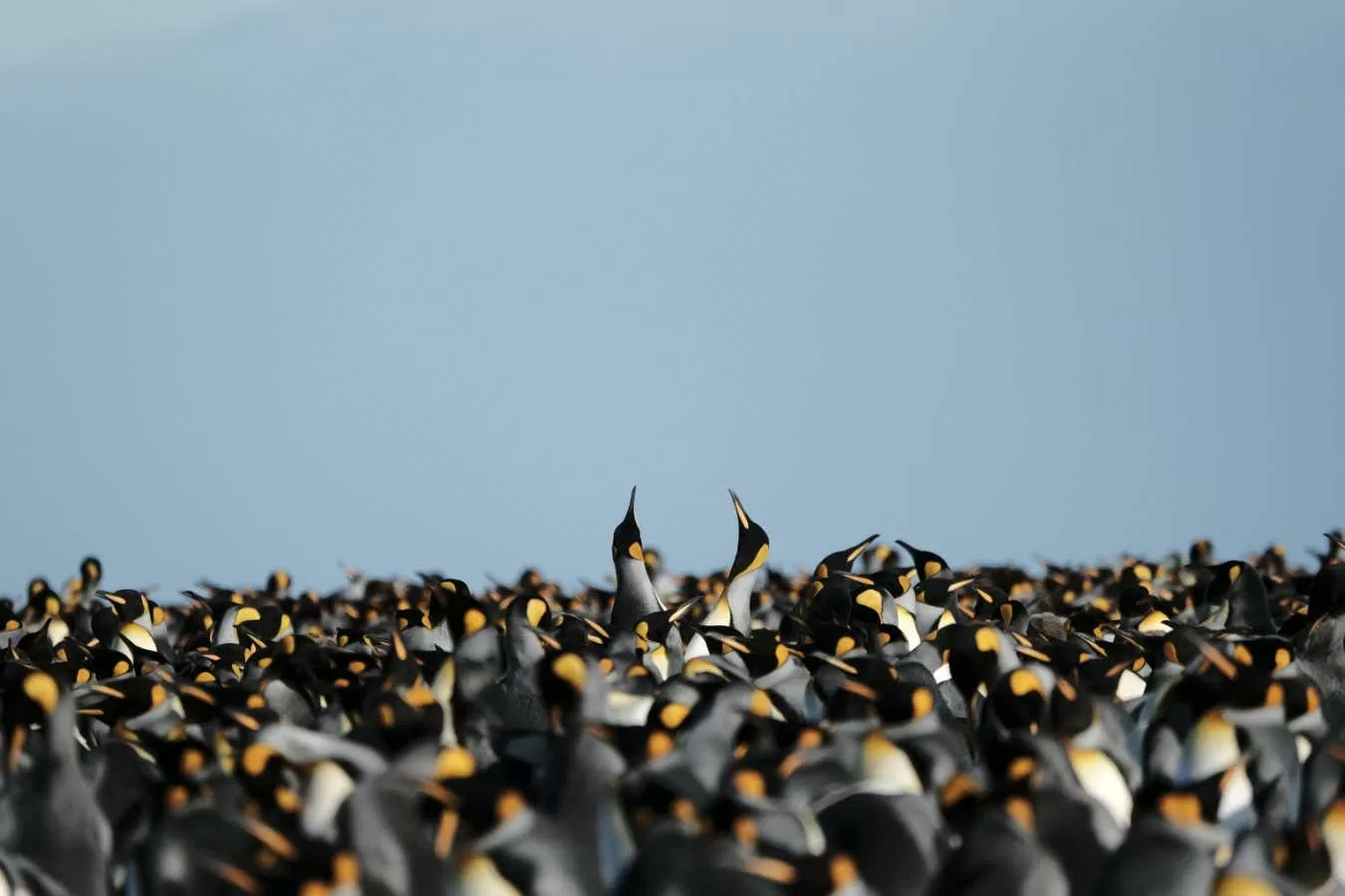 King penguins are thriving in a warmer climate, but it may not last