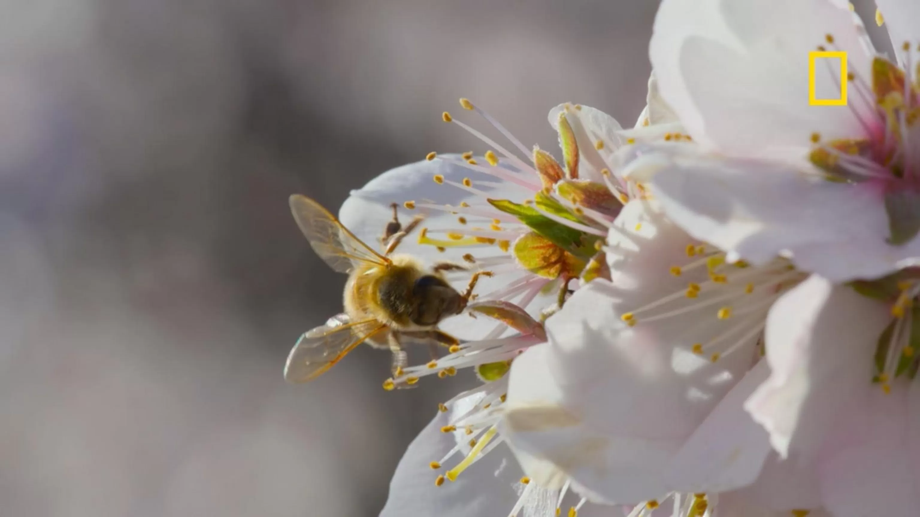 WATCH: Sneak peek of 'Secrets of the Bees' on Nat Geo
