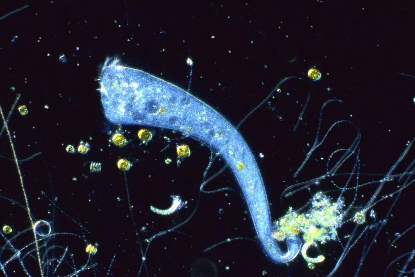 A unicellular organism with no brain is capable of Pavlovian learning