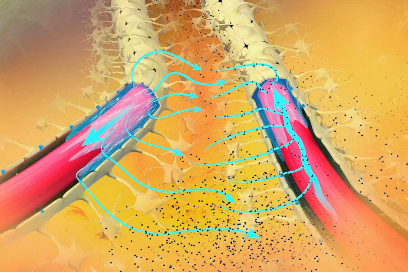 The brain's cleaning system can be boosted to rid Alzheimer's proteins