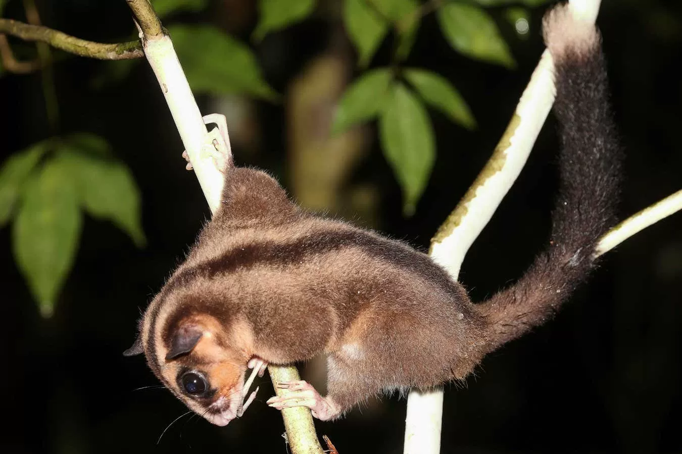 Two marsupials believed extinct for 6000 years found alive