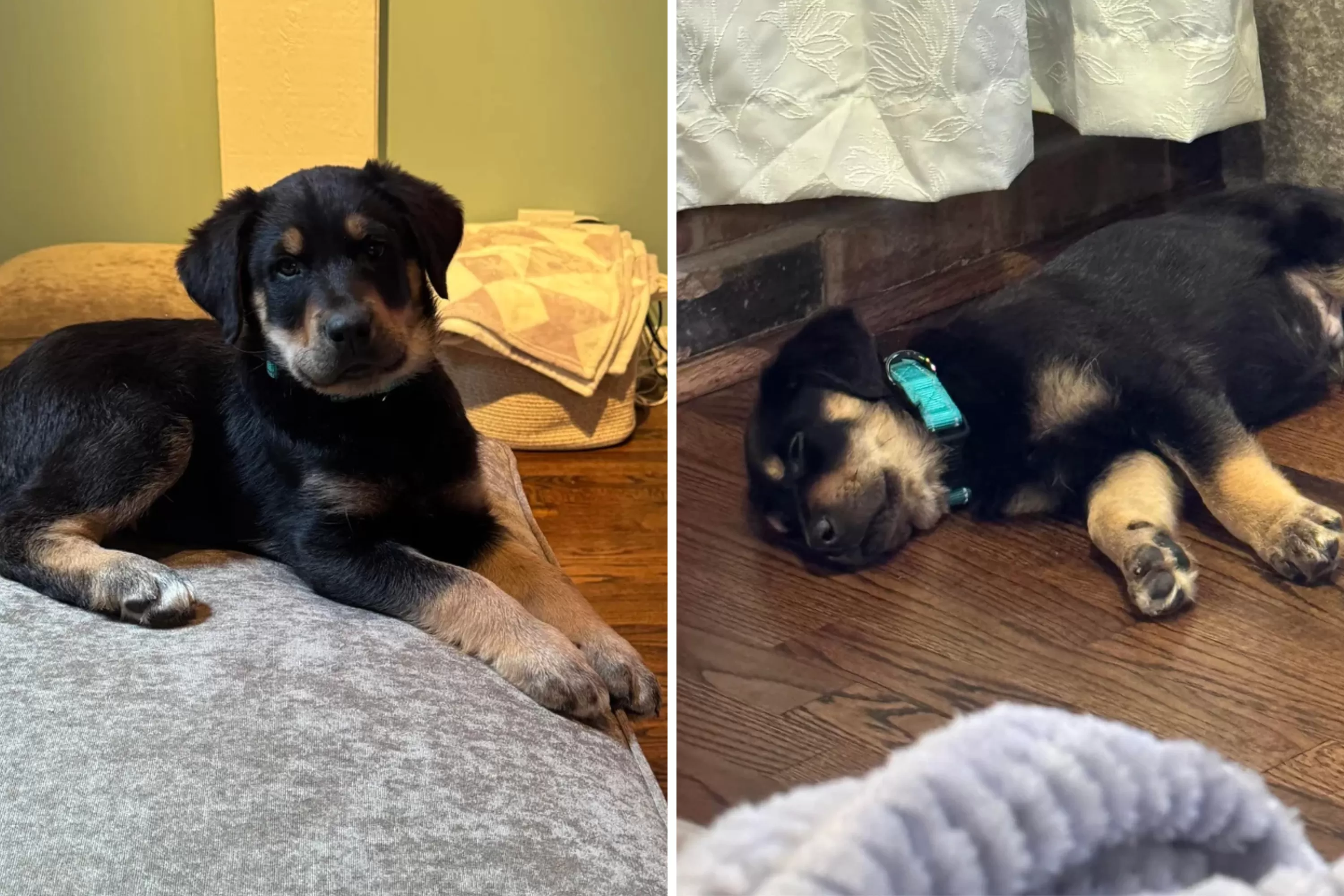 Owner Thinks Puppy Is German Shepherd Mix, DNA Test Delivers Shocking Truth