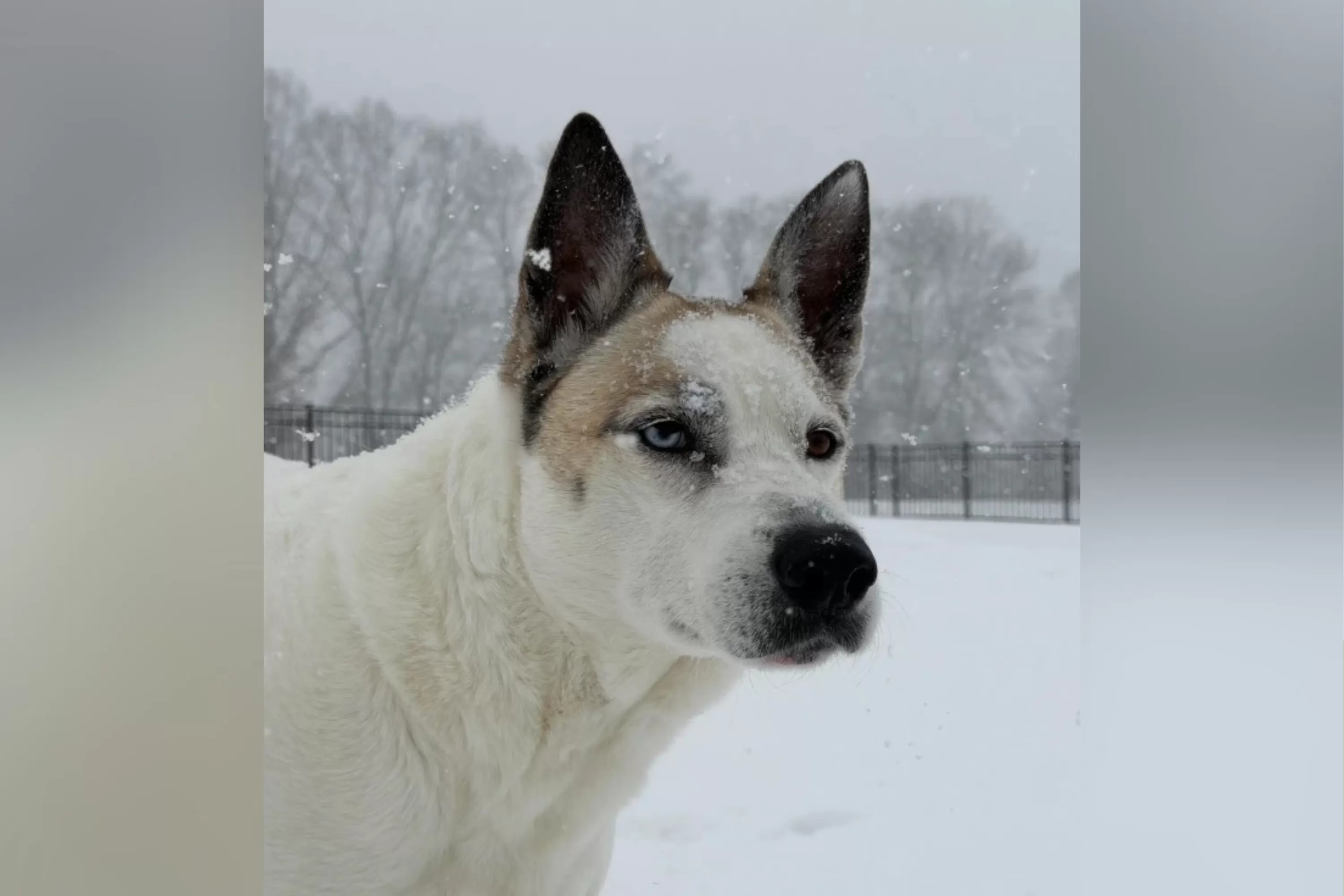 Husky Mix Has DNA Test, Owner Can’t Believe What It Reveals: ‘Dog-Wolf’
