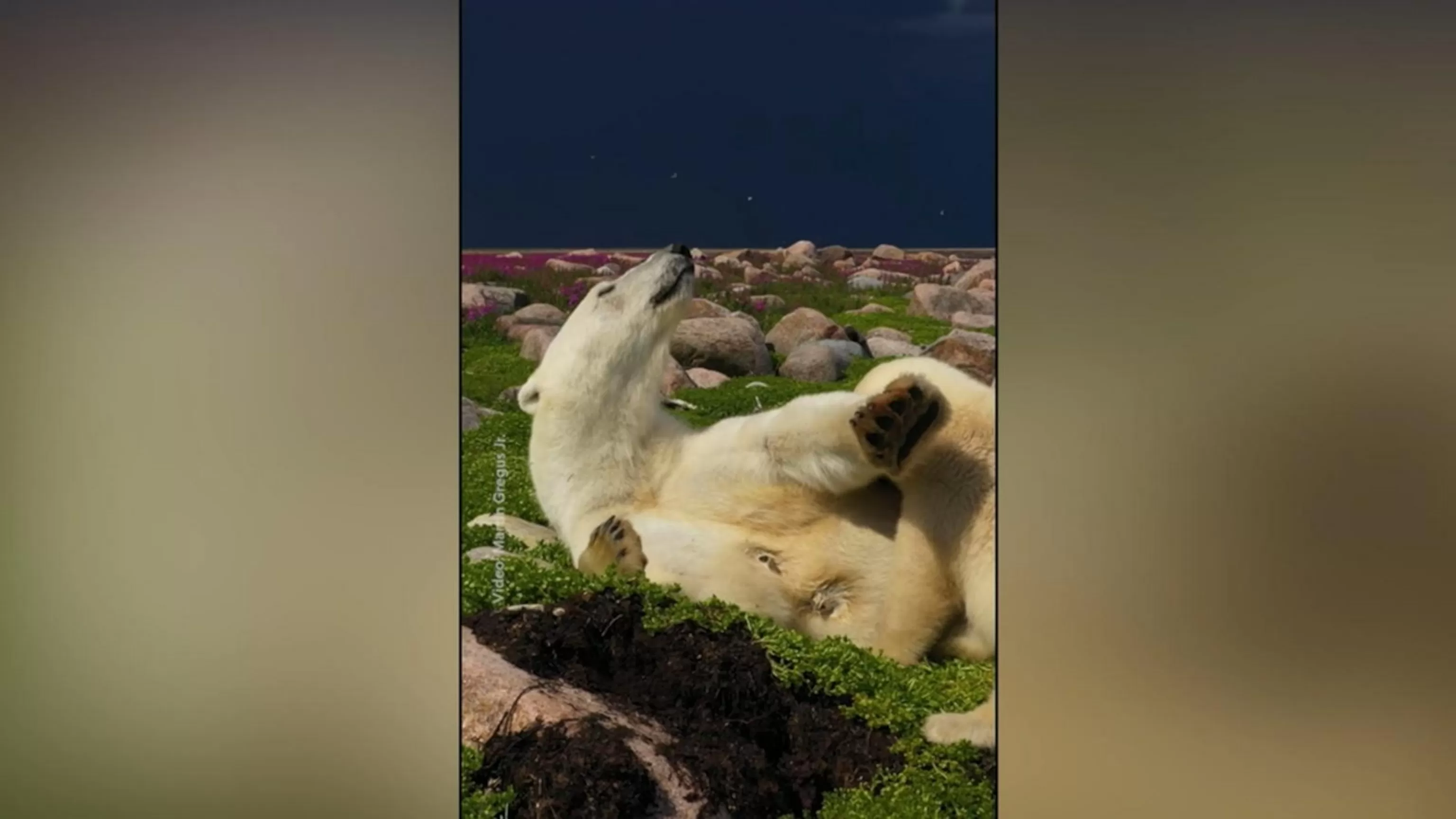WATCH: Nat Geo's 'Moment on the Earth' features polar bear mom and cub