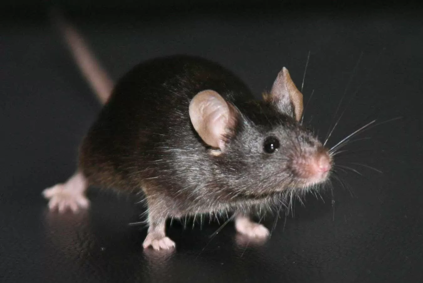 Landmark experiment reveals a big unexpected problem with cloning