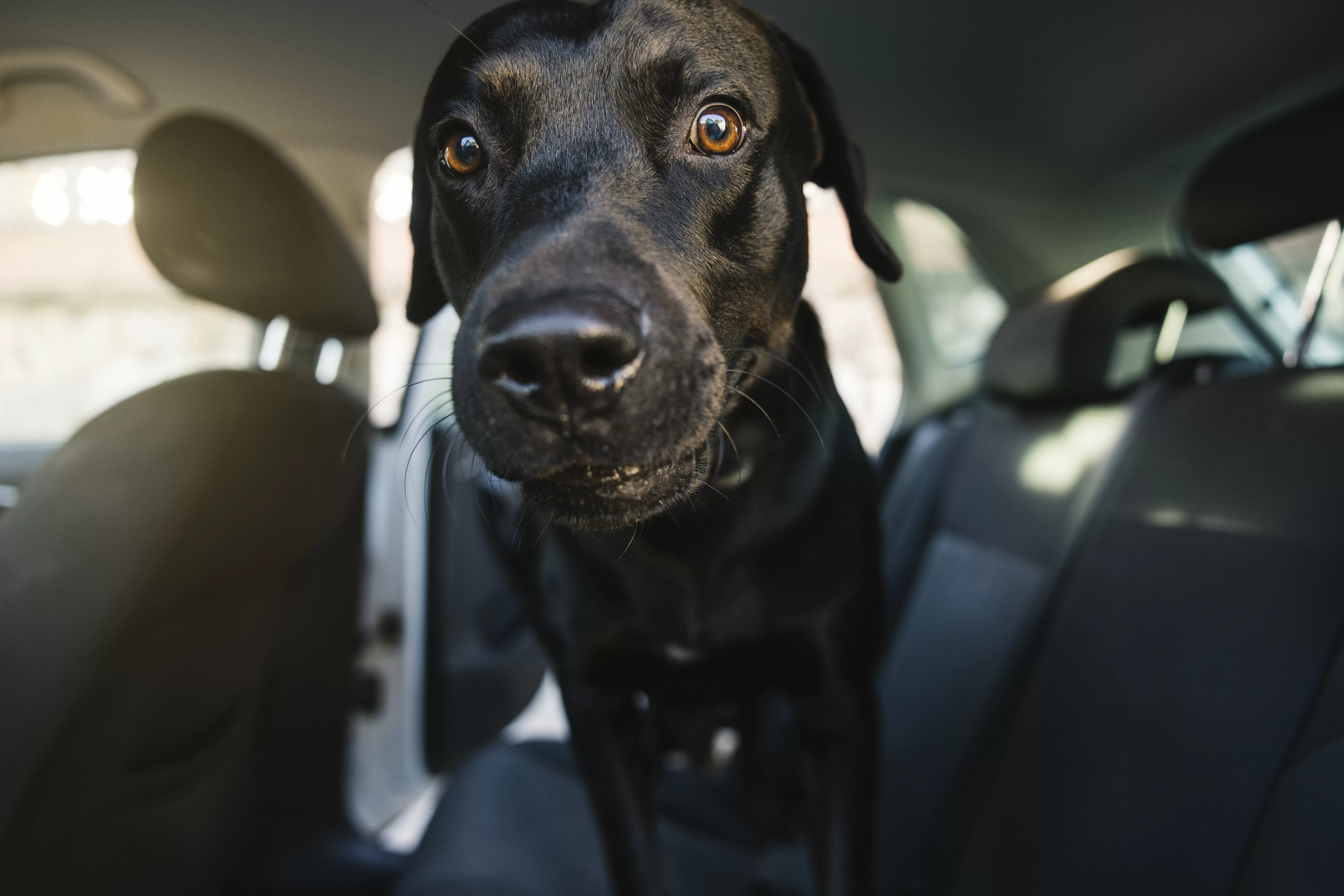 Labrador Goes for Ride—Why He’s ‘Excited’ Melts Hearts