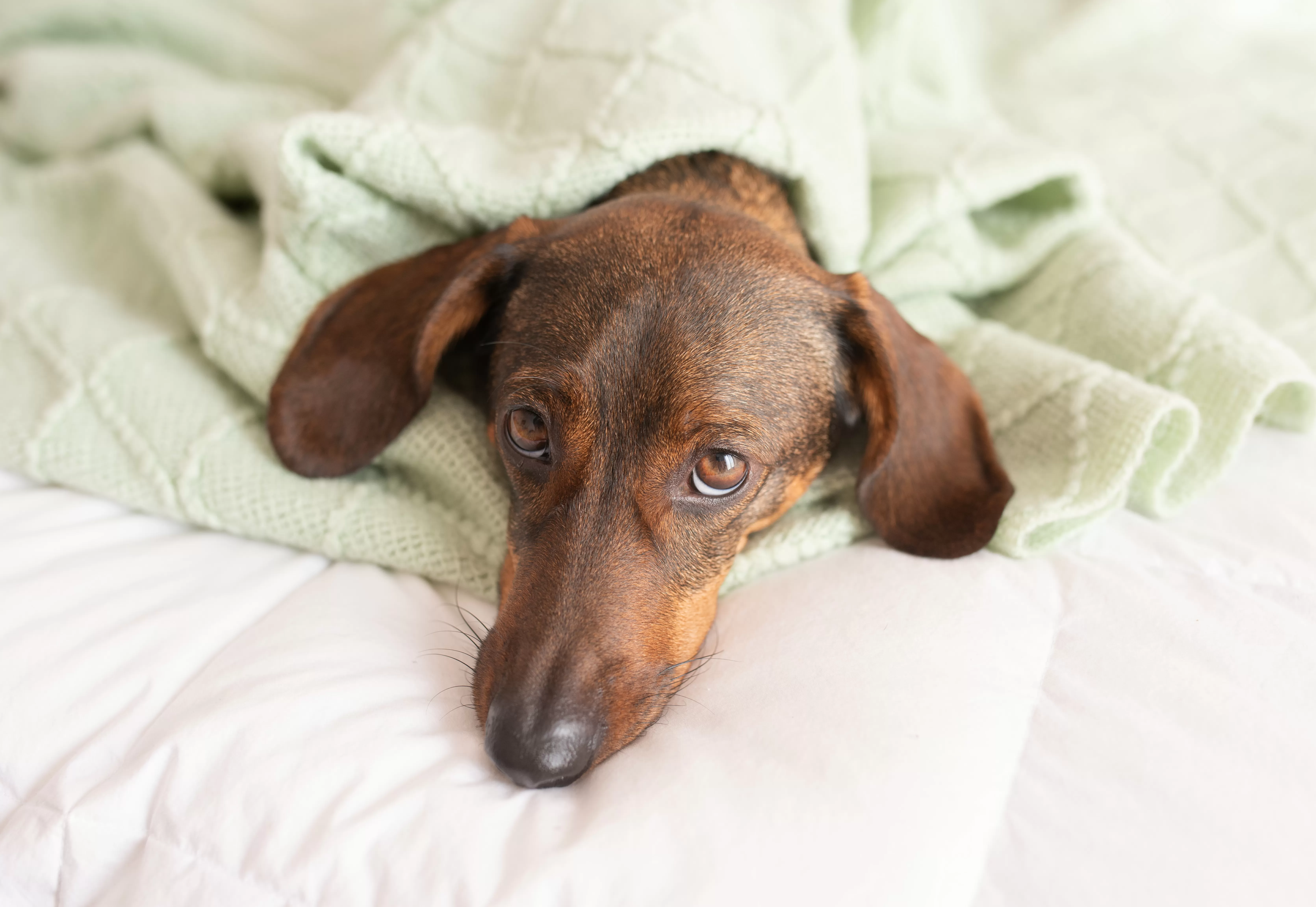 Dachshund’s Unexpected Obsession Wins Hearts: ‘Adorable'