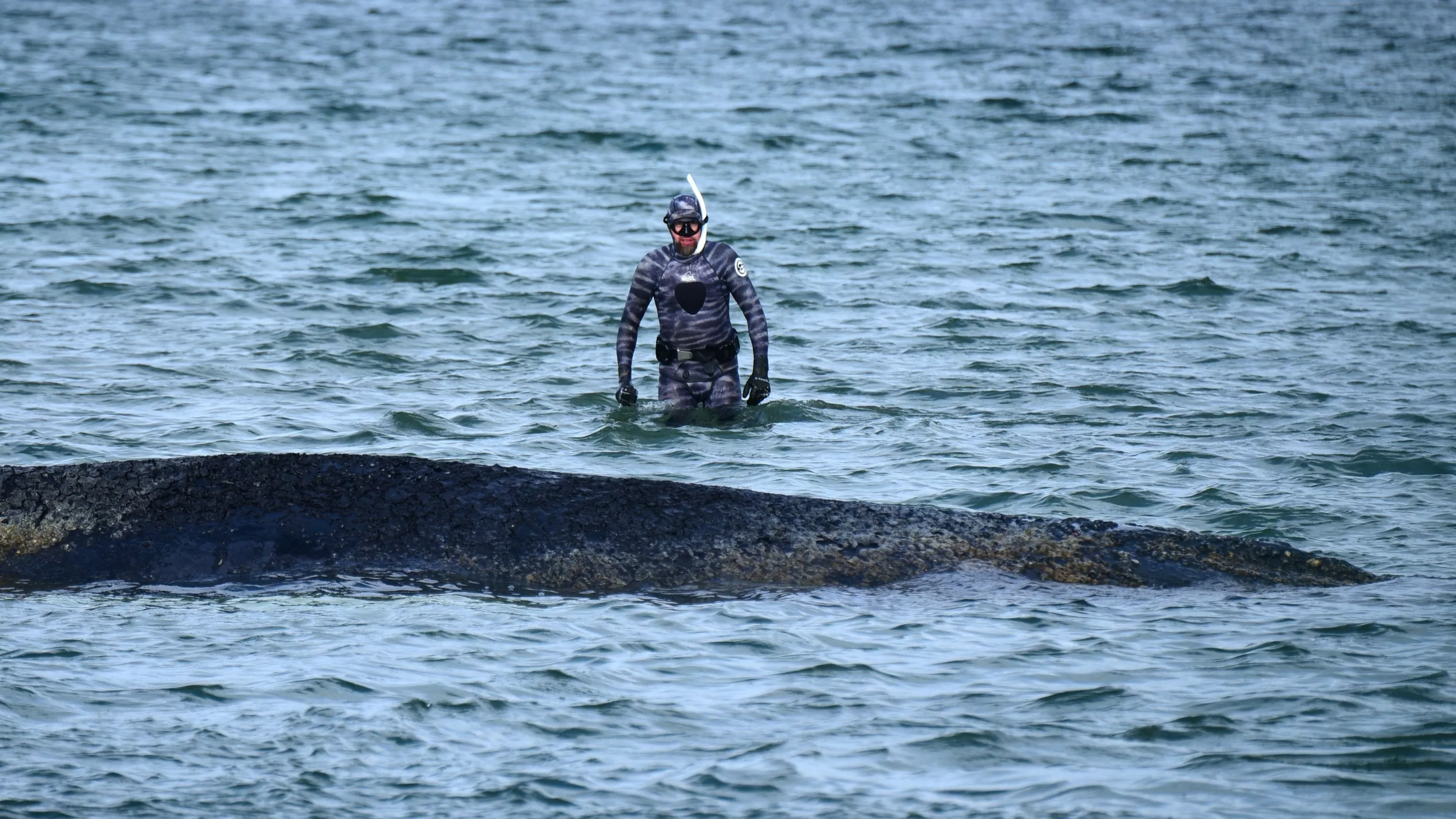 Whale stranded at a Baltic Sea resort has swum off a sandbank. But it isn't safe yet
