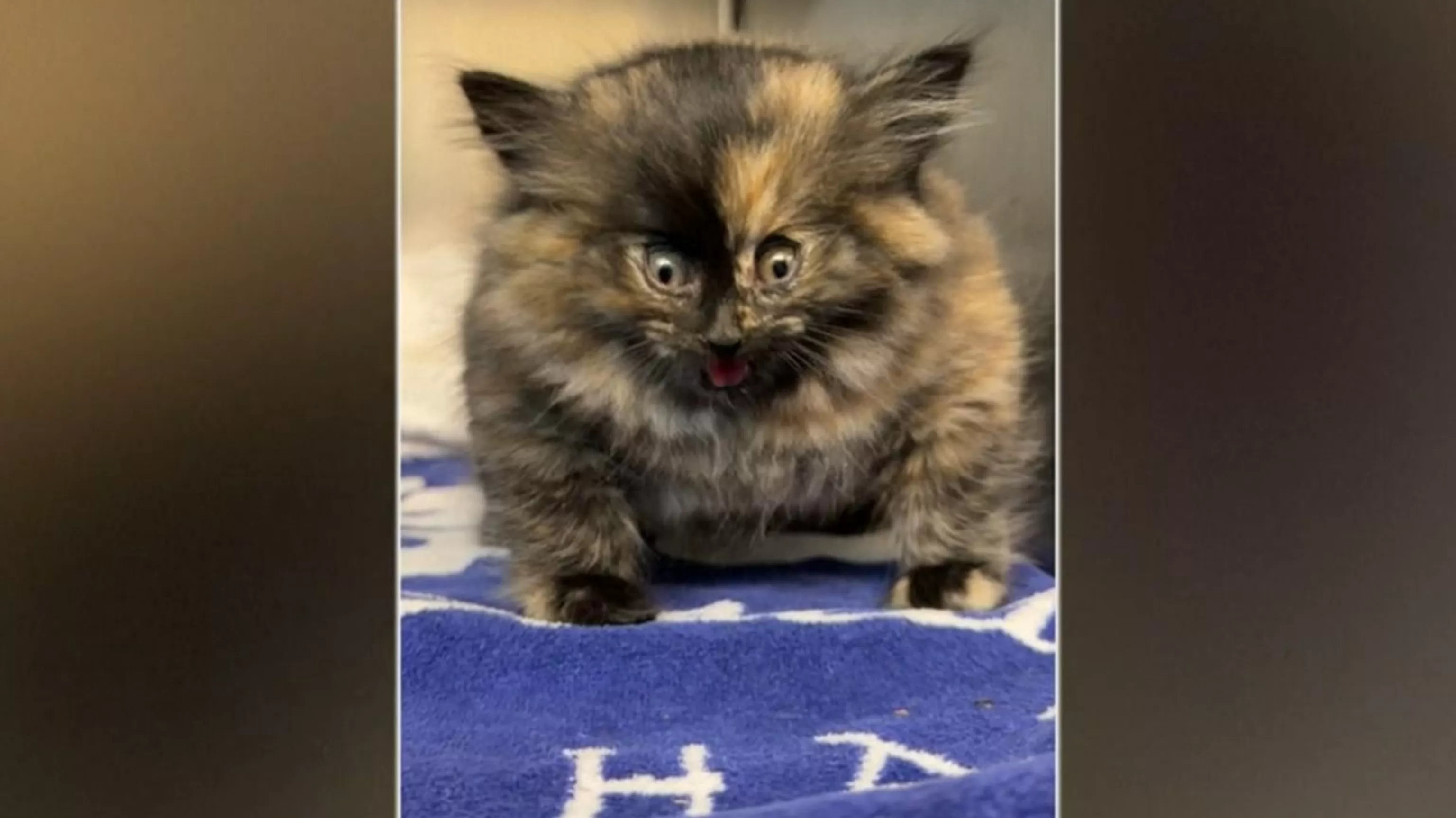 WATCH: Shelter rescues kitten who appeared inflated like a balloon