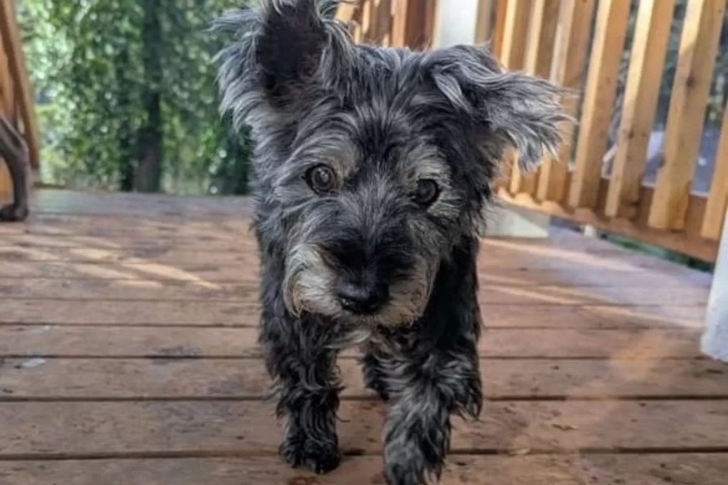 Tears As 17-Year-Old Dog Surrendered To Shelter Seeks One Last Loving Home