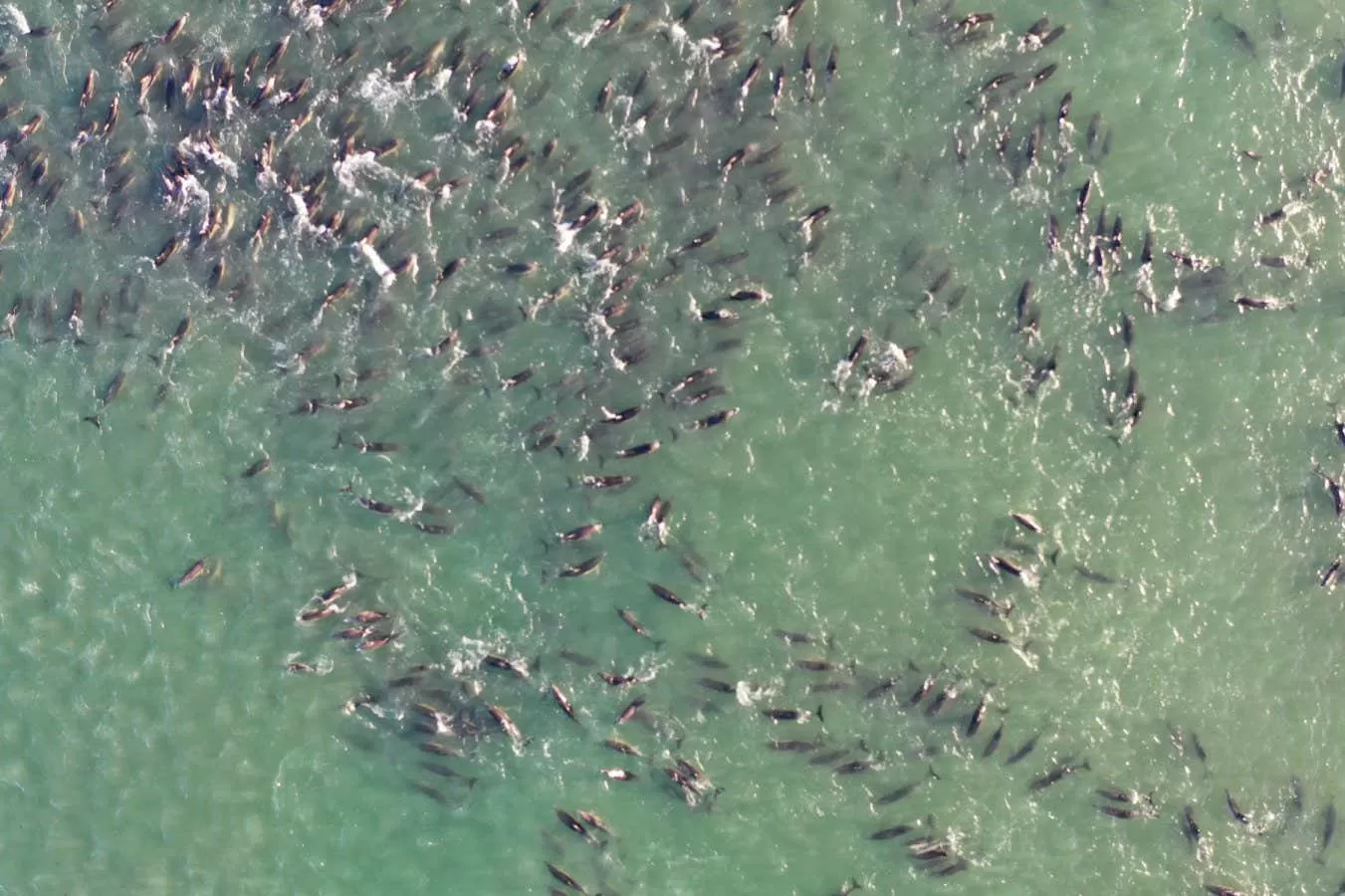 Orcas may be to blame for some mass dolphin strandings
