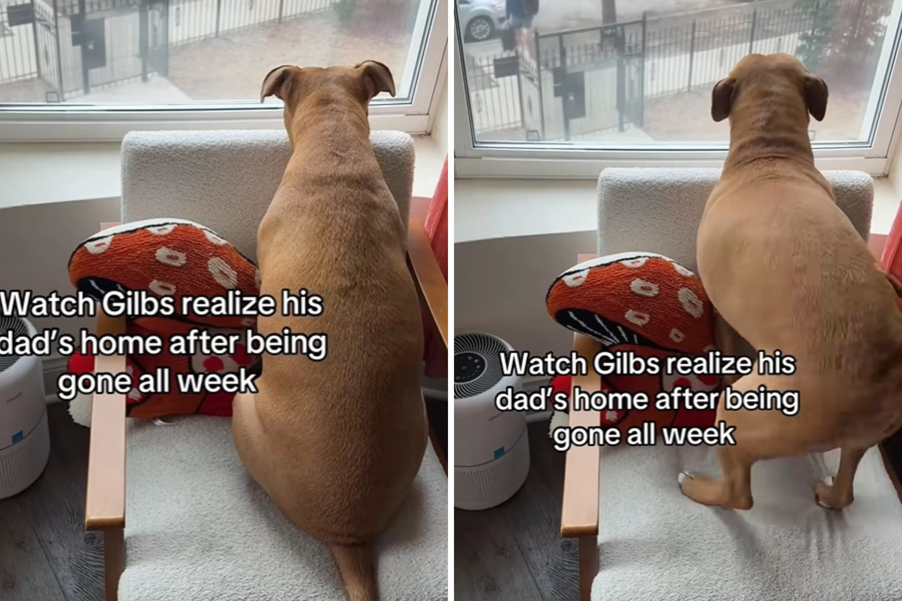 Rescue Dog Waits at Window, Moment He Realizes Dad Is Home Melts Hearts