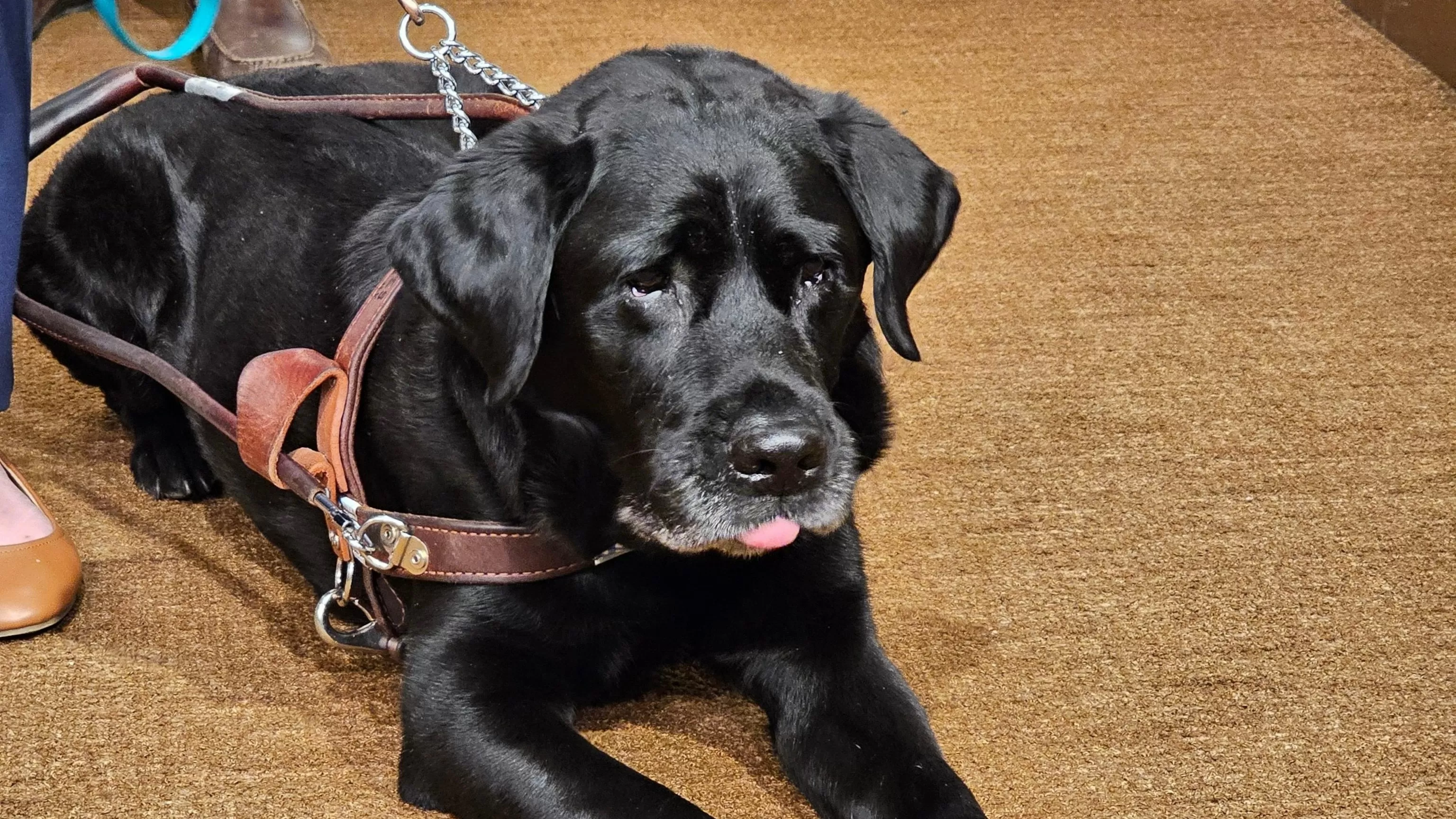 Service dog named Alfred sparks Lyft settlement in Minnesota with nationwide reach
