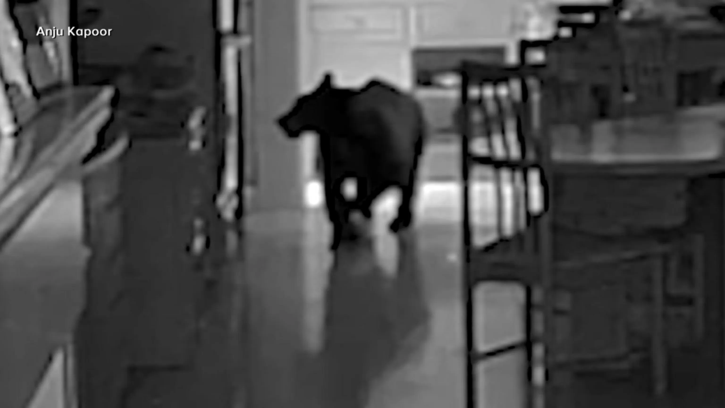 WATCH: Bear breaks into California kitchen