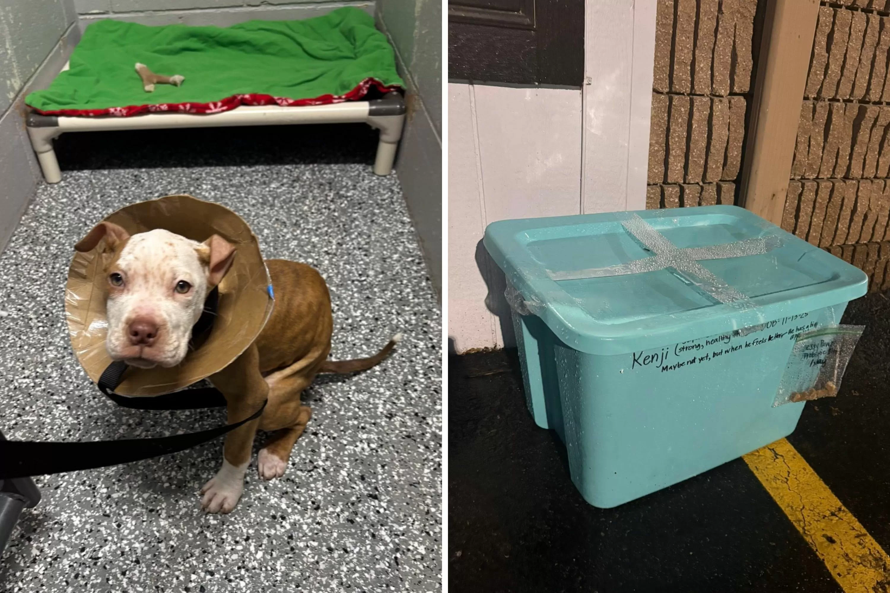 Fury as Sick Dog Dumped in Sealed Bin at Vet With Message Written on Side