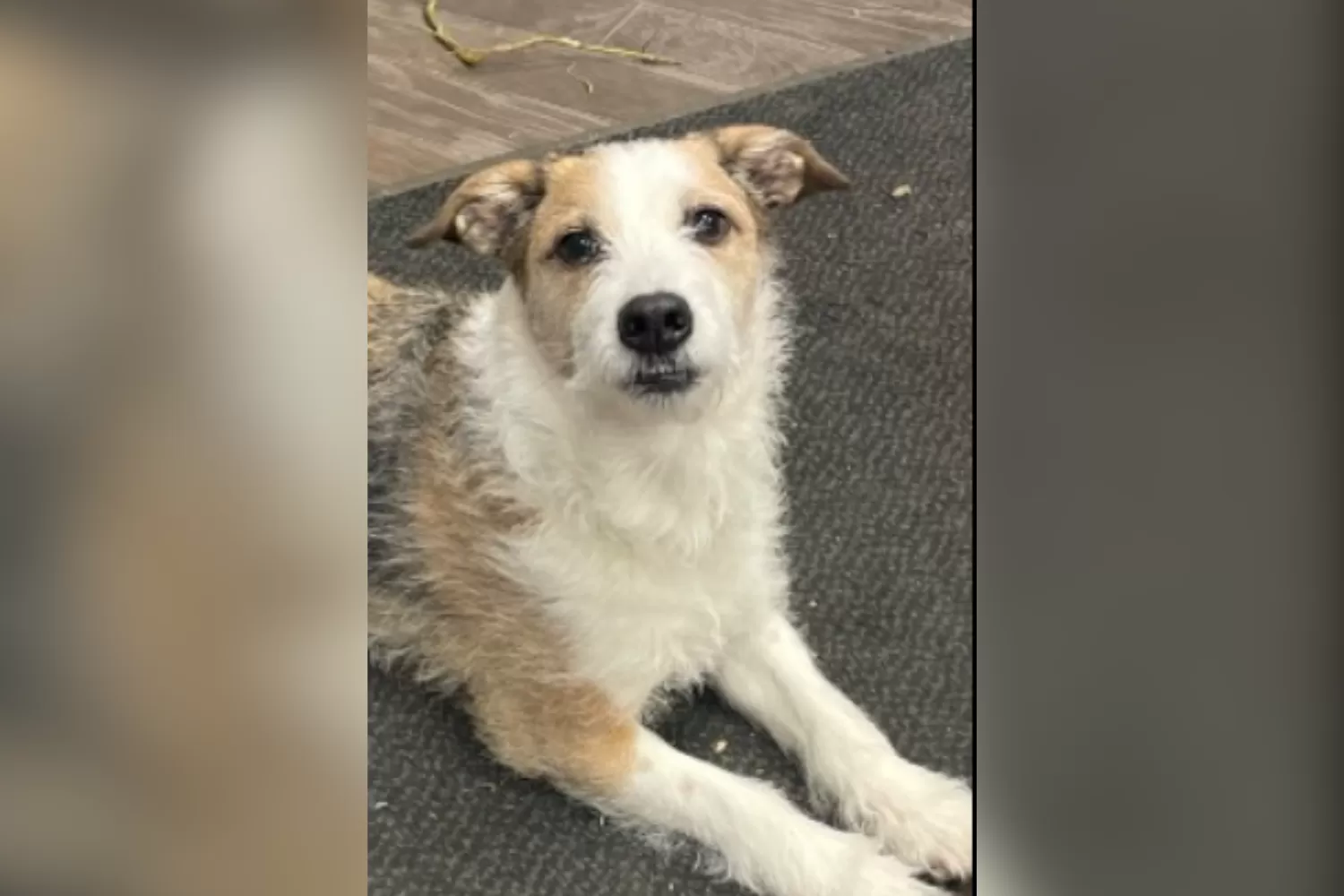 Dog Adopted 9 Years Ago, Then Shelter Got the Call 'No Rescue Wants To Get'