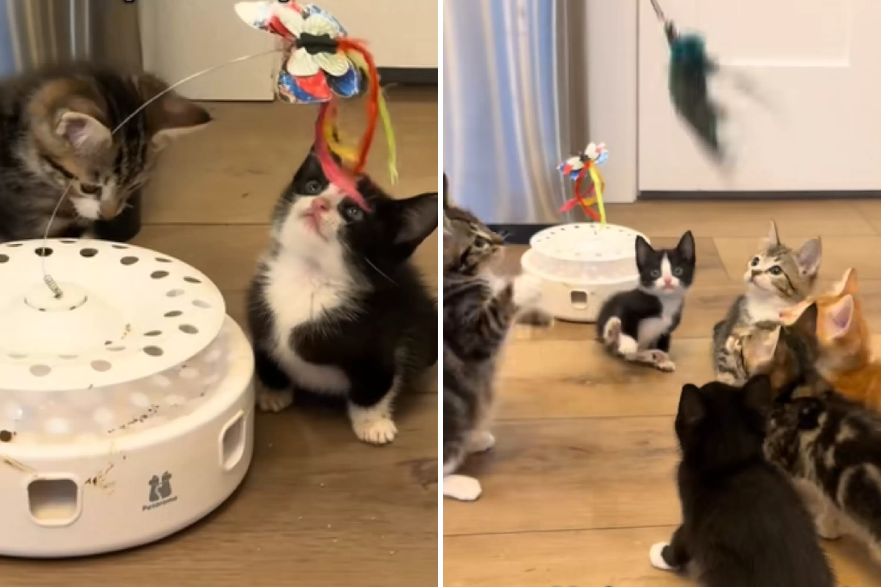 Tears As Disabled Kitten Desperately Tries To ‘Fit In’ With Siblings