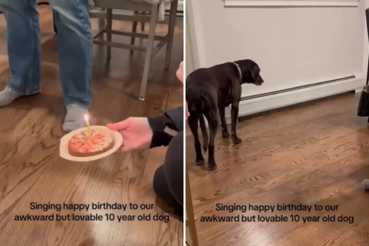 Hysterics at How Senior Dog Reacts to His Own Birthday Party—‘No Thank You’