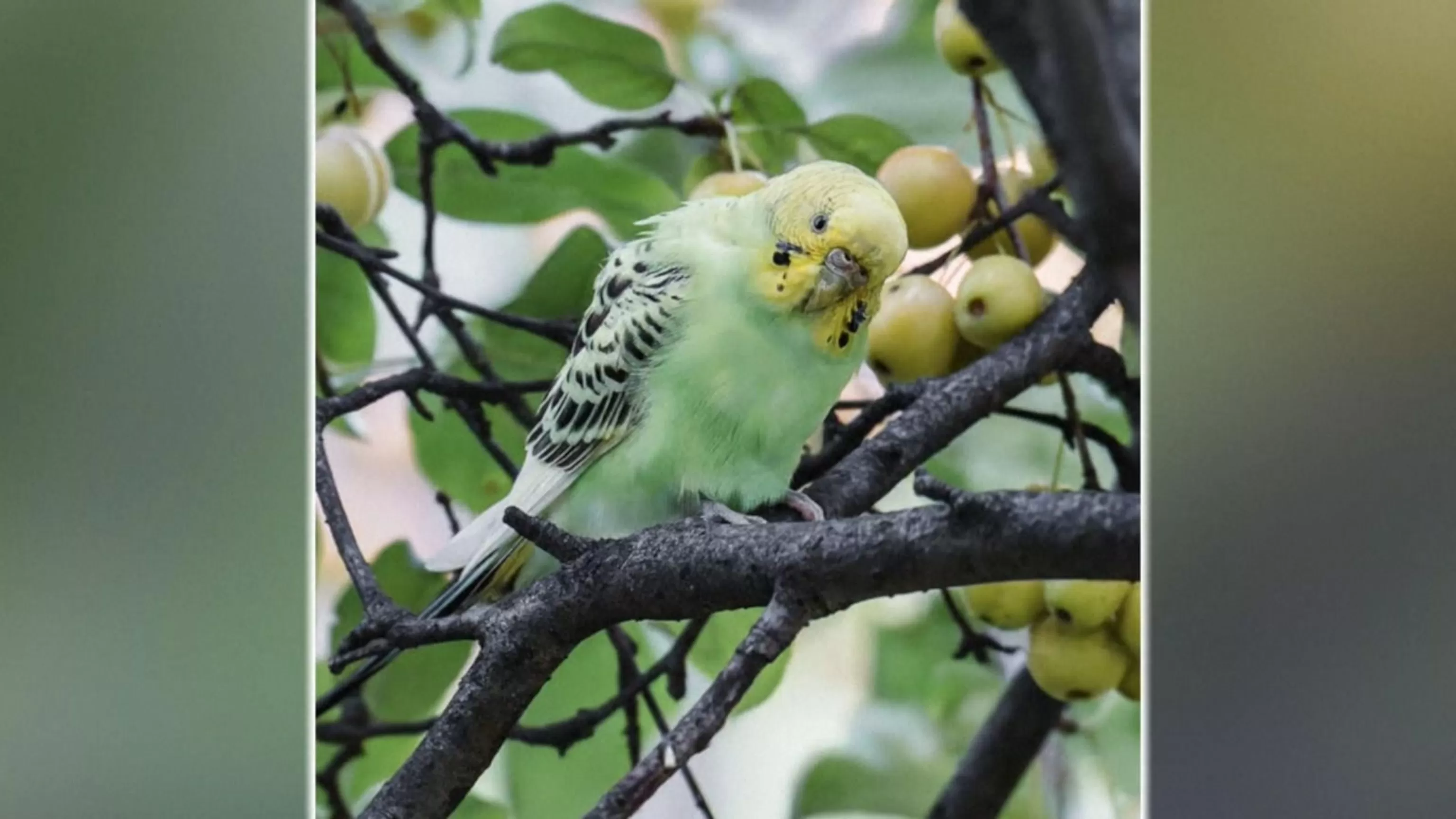 WATCH: 10-week mission to rescue parakeet from New York City’s Central Park