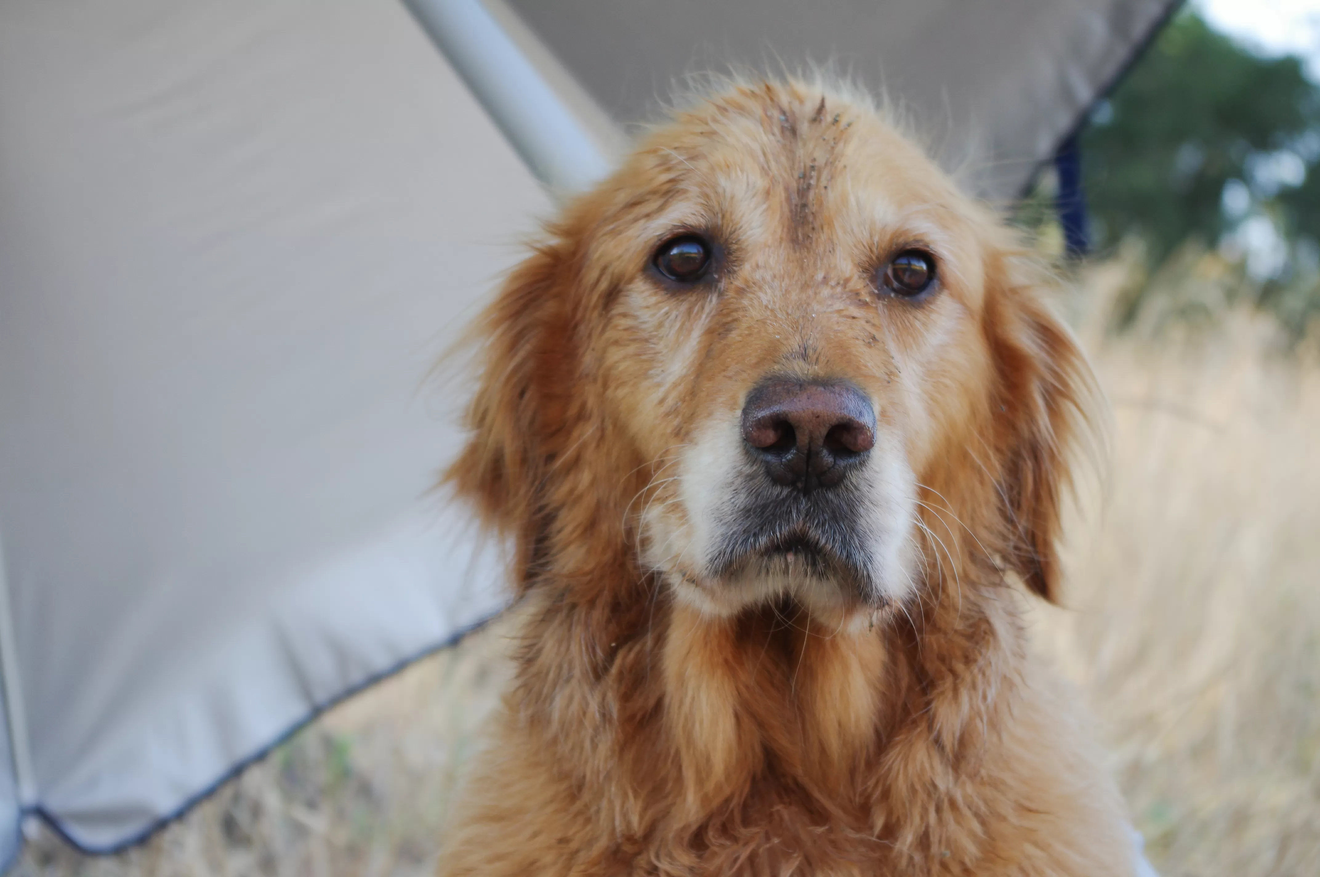 Owner Offers Golden Retriever Pup for Free, Internet in Stitches at Why