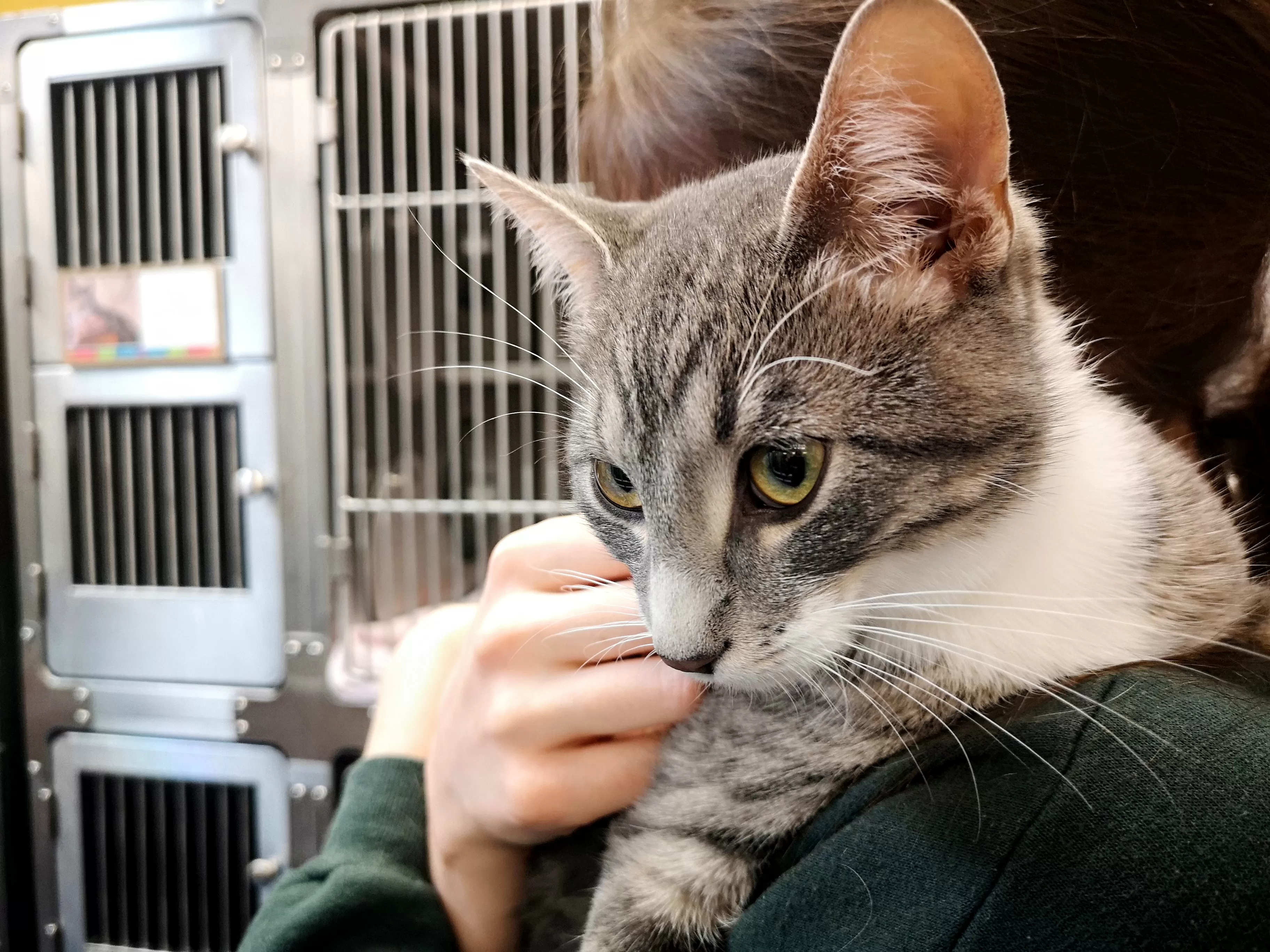 Shelter Cat Melts Hearts by Finding Love in Surprising Place