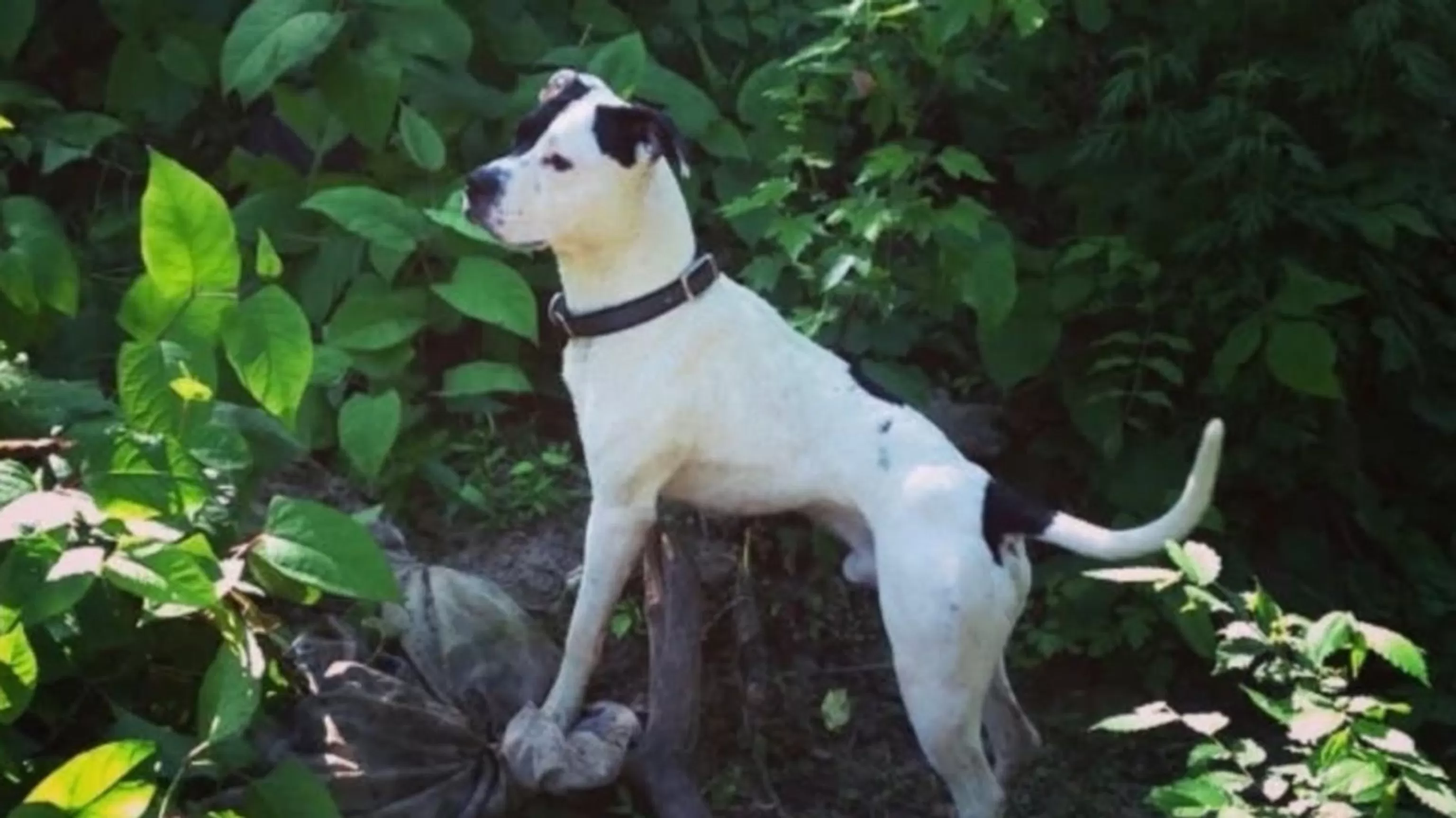 WATCH: A dog’s remarkable reunion with its owner a decade in the making