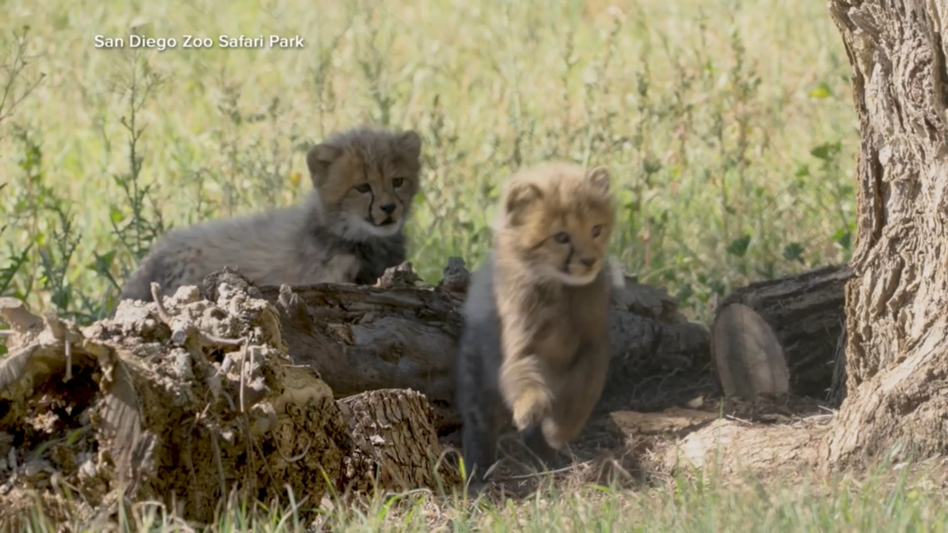 WATCH: San Diego Zoo Safari Park baby cheetahs’ names revealed
