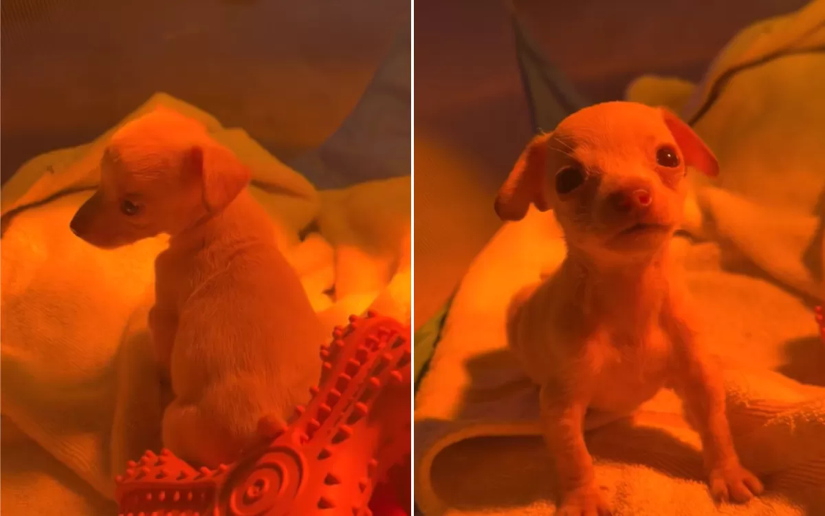 Shelter Puppy Was Only Survivor From Litter—But She Was Missing Two Things