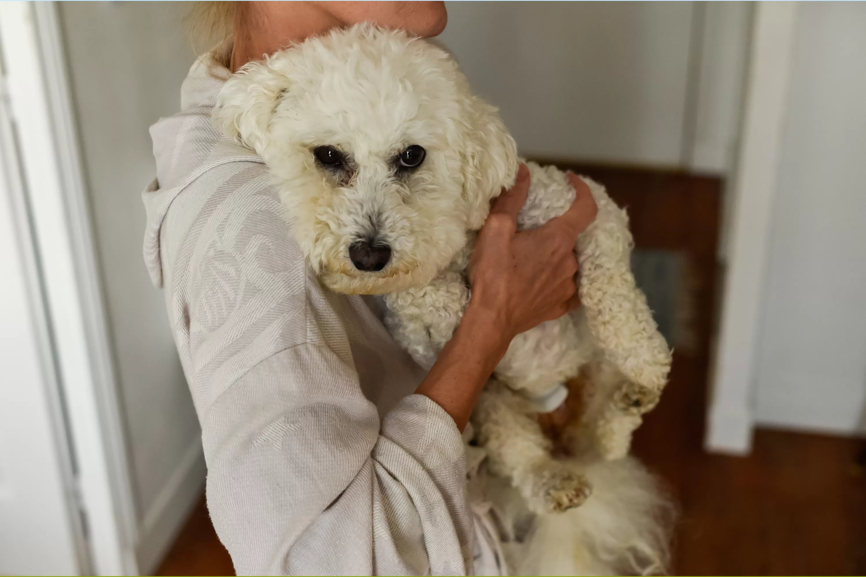 Shock As Owner Pleads for Help Over Dog’s Behavior: ‘Spoiled Dictator’