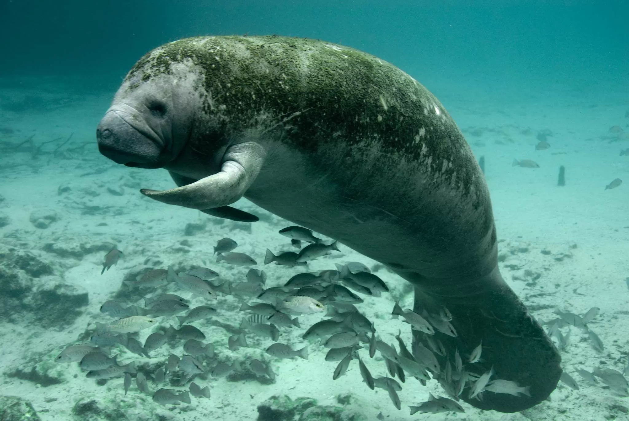 Will the Eleventh Circuit Allow the Endangered Species Act to Commandeer the Florida Department of Environmental Protection?