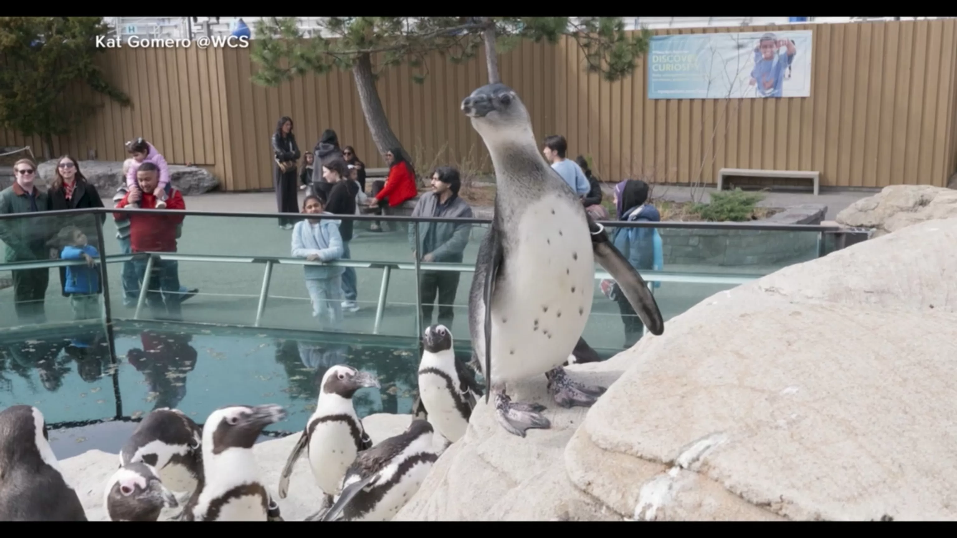 WATCH: ‘GMA’ reveals name of baby African Penguin chick at New York Aquarium