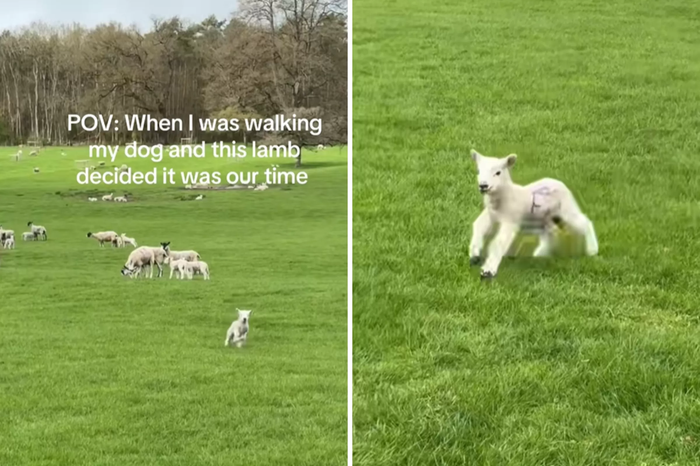Lamb Spots Dog Walker Across Field, How They Are Greeted Warms Hearts