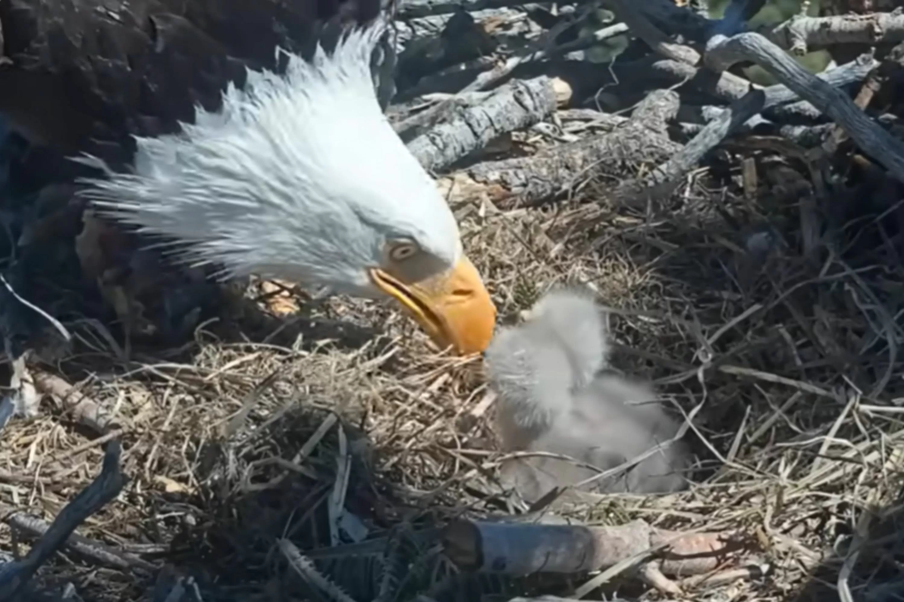 Big Bear’s Bald Eagle Chicks Face a $10M Problem