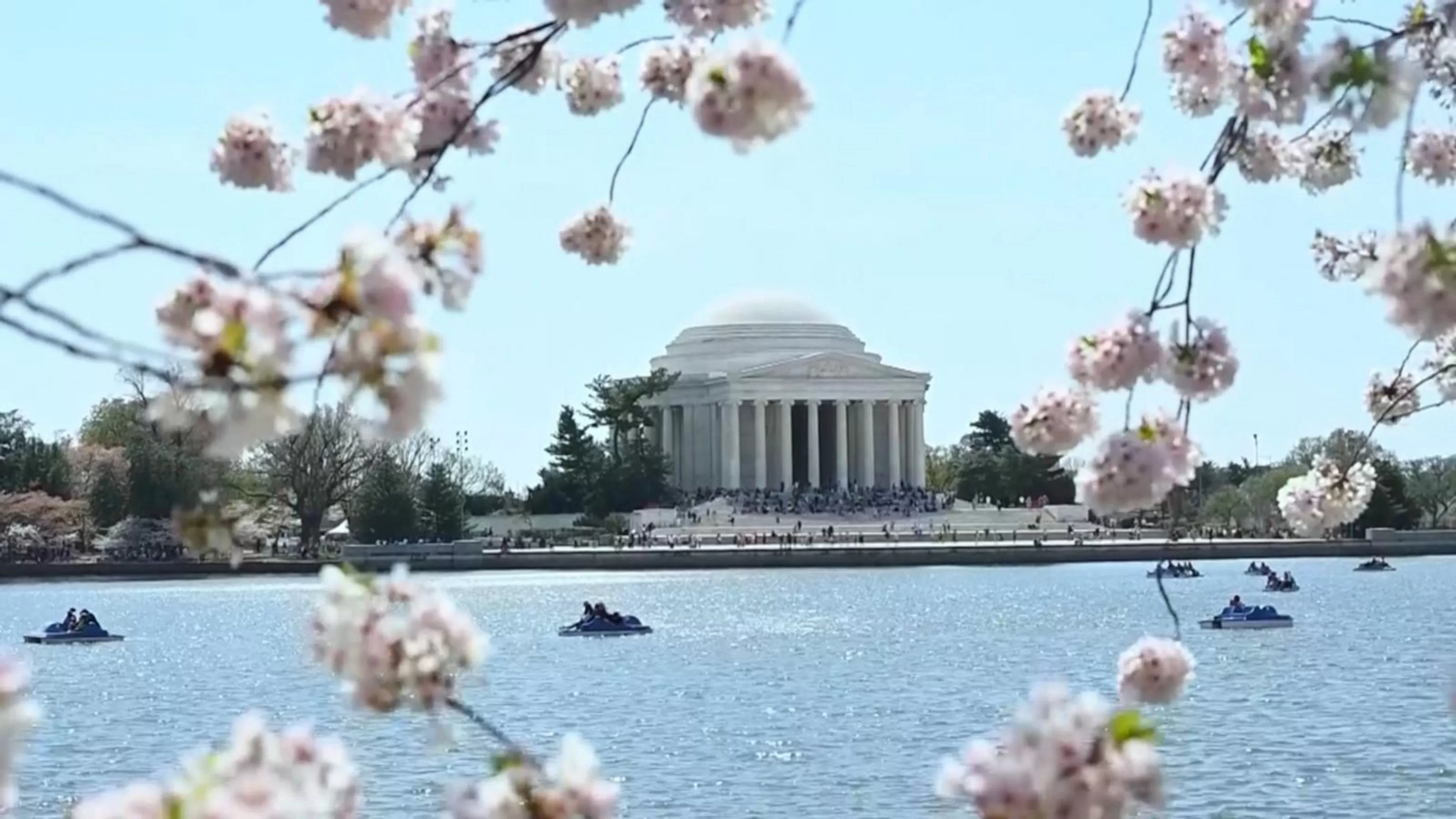 WATCH: Cherry blossoms take over the nation's capital