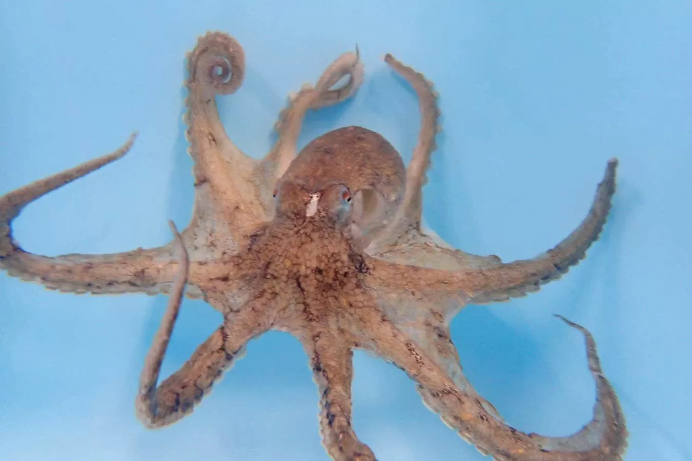 Male octopuses have a favourite arm that they mostly use for sex